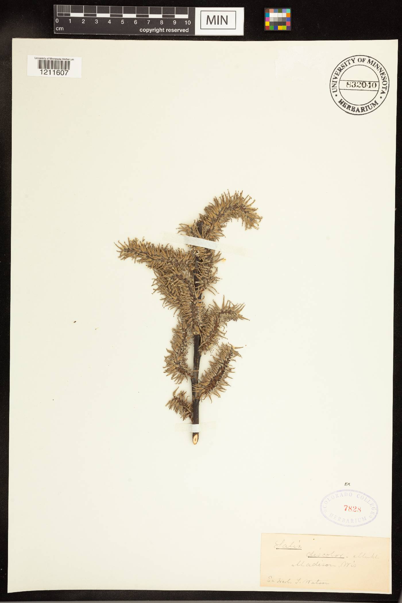 Salix discolor image