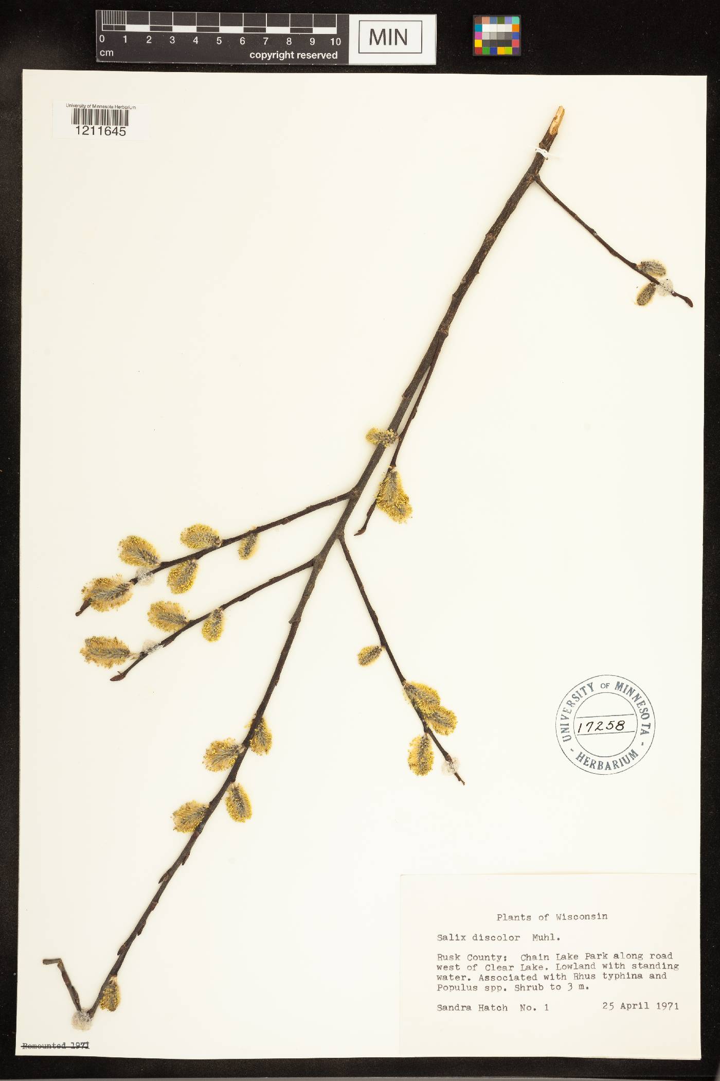 Salix discolor image