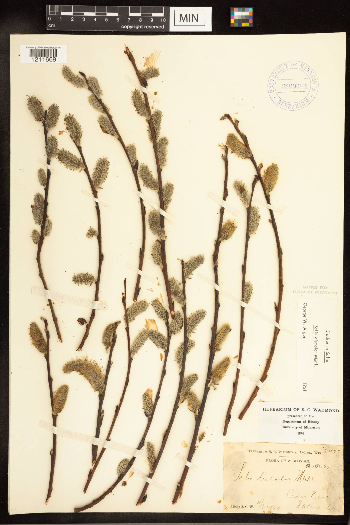 Salix discolor image