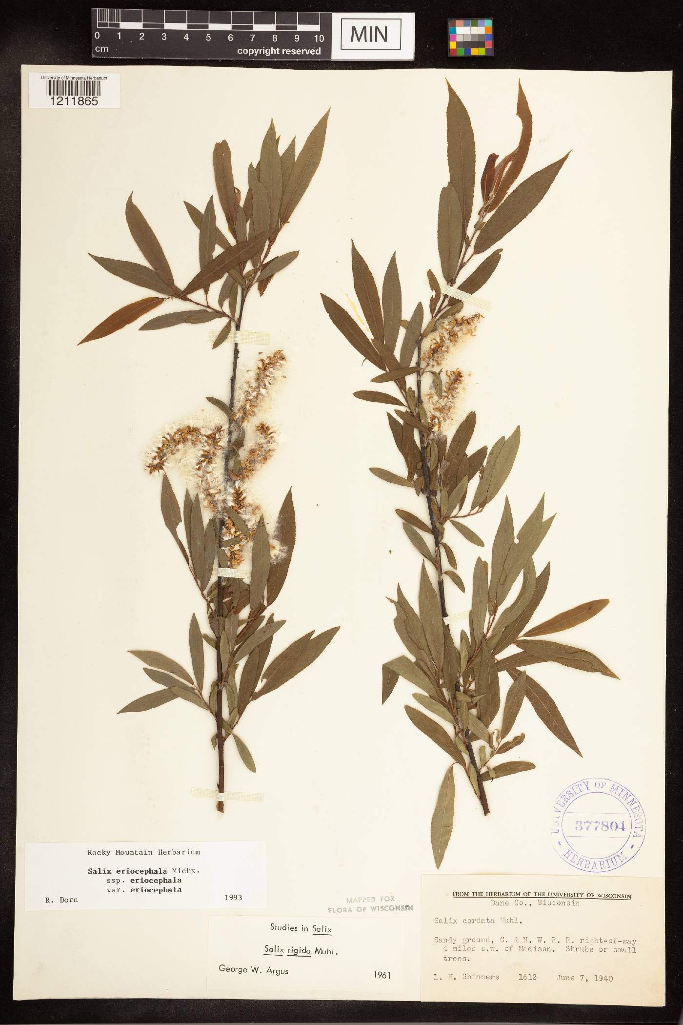 Salix eriocephala image