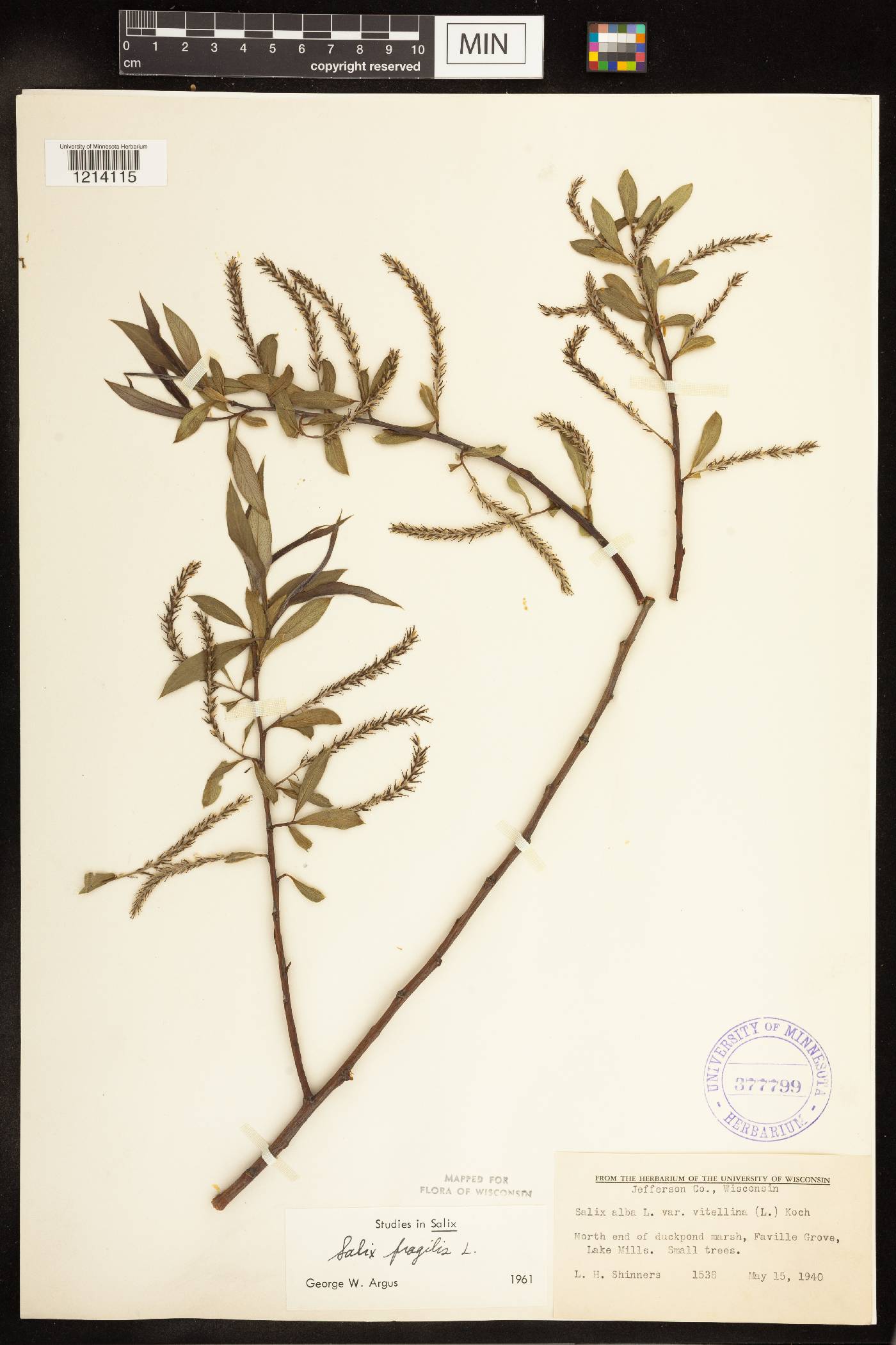 Salix x fragilis image