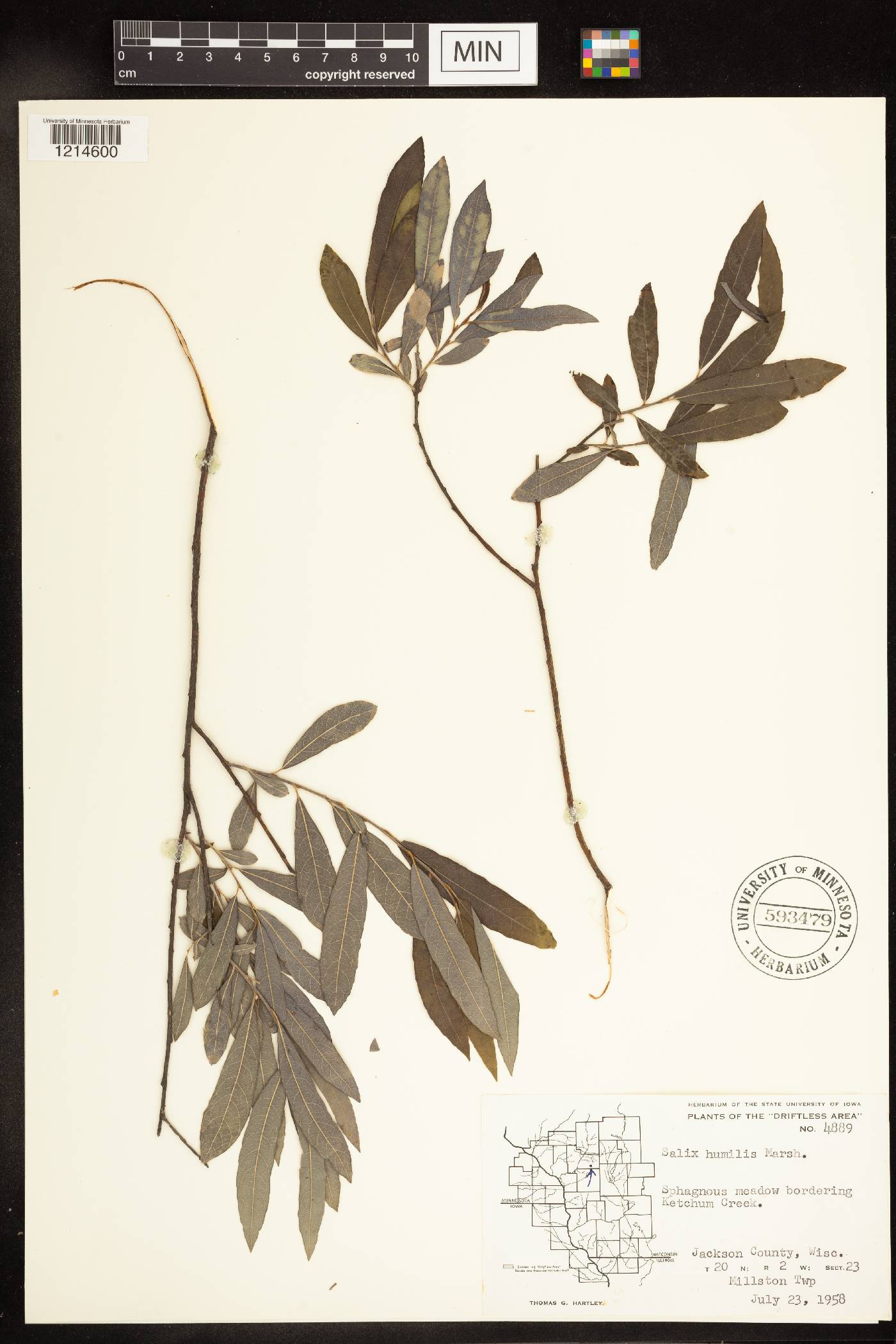 Salix humilis image
