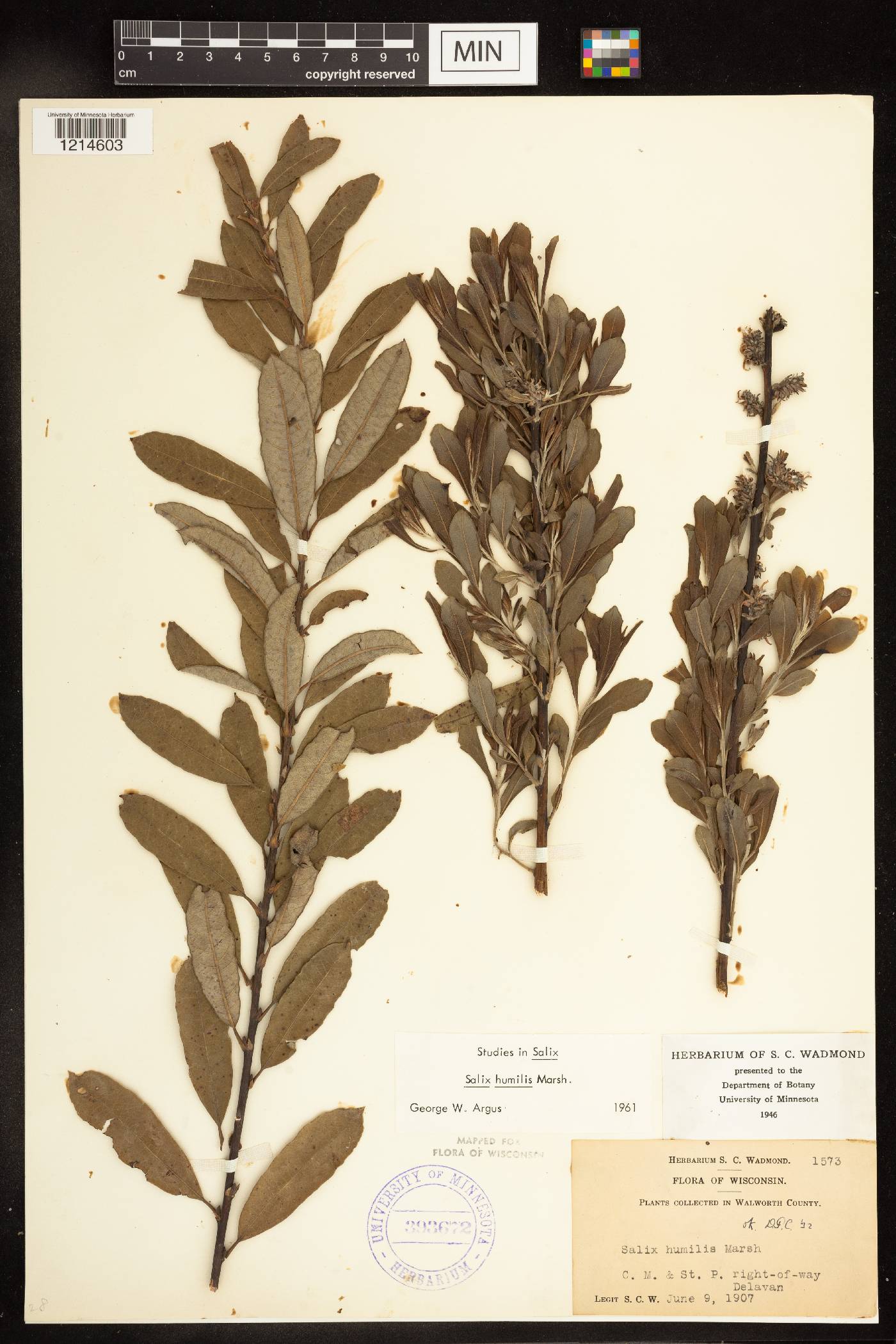 Salix humilis image