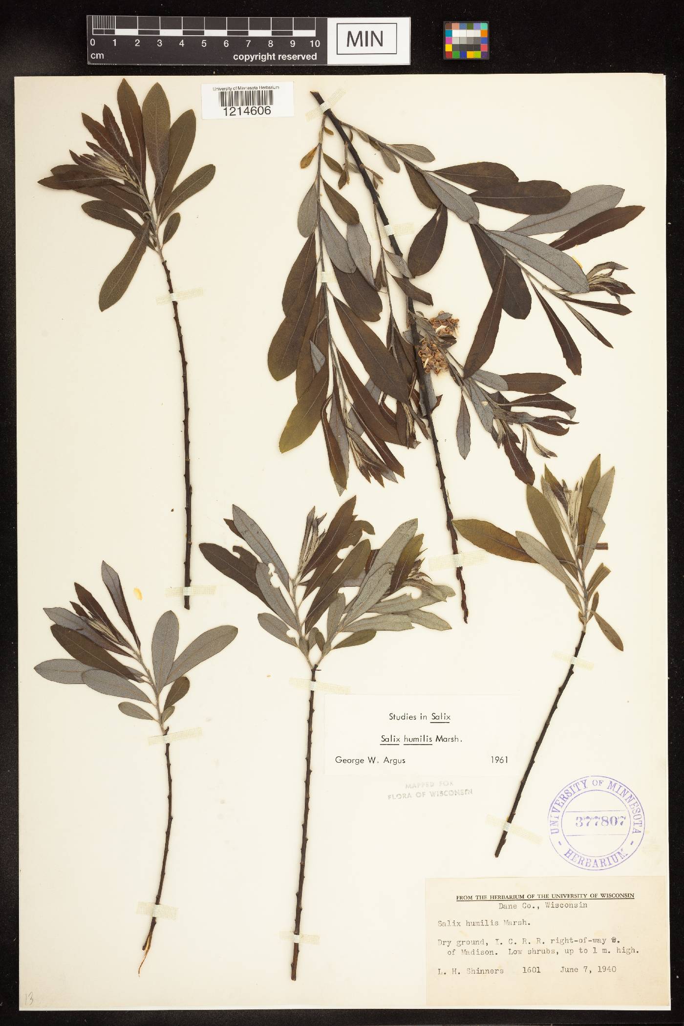 Salix humilis image