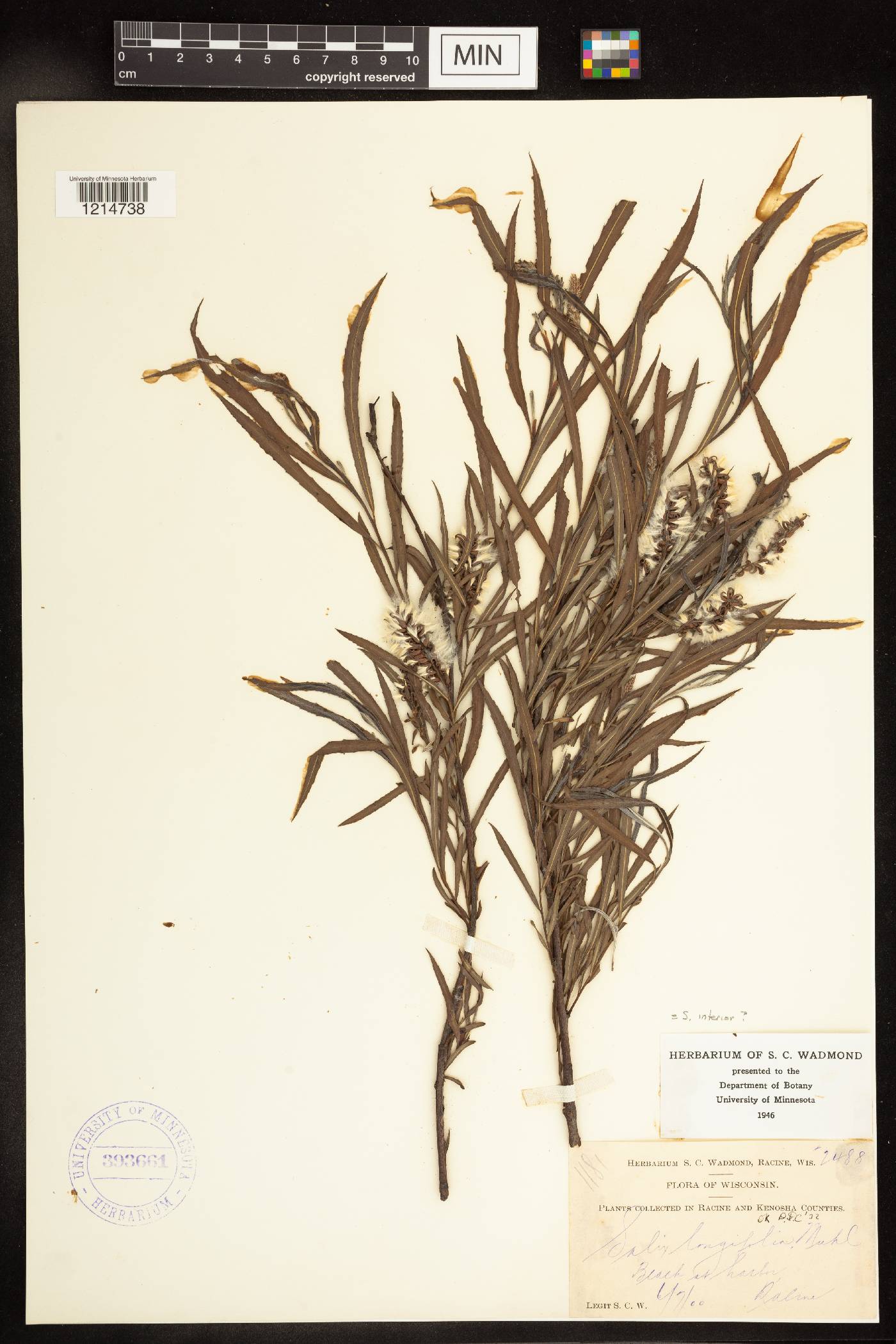 Salix interior image
