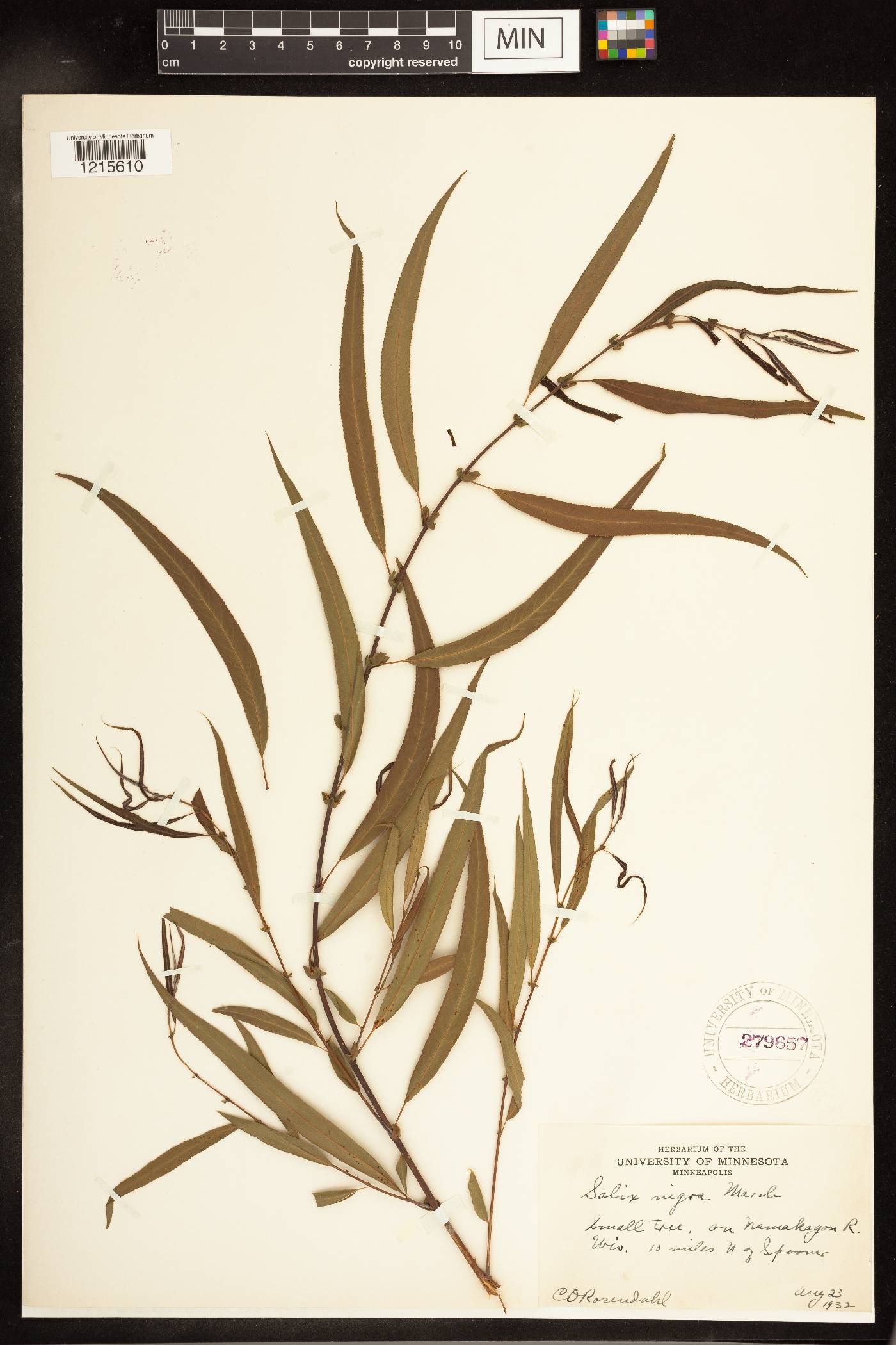 Salix nigra image