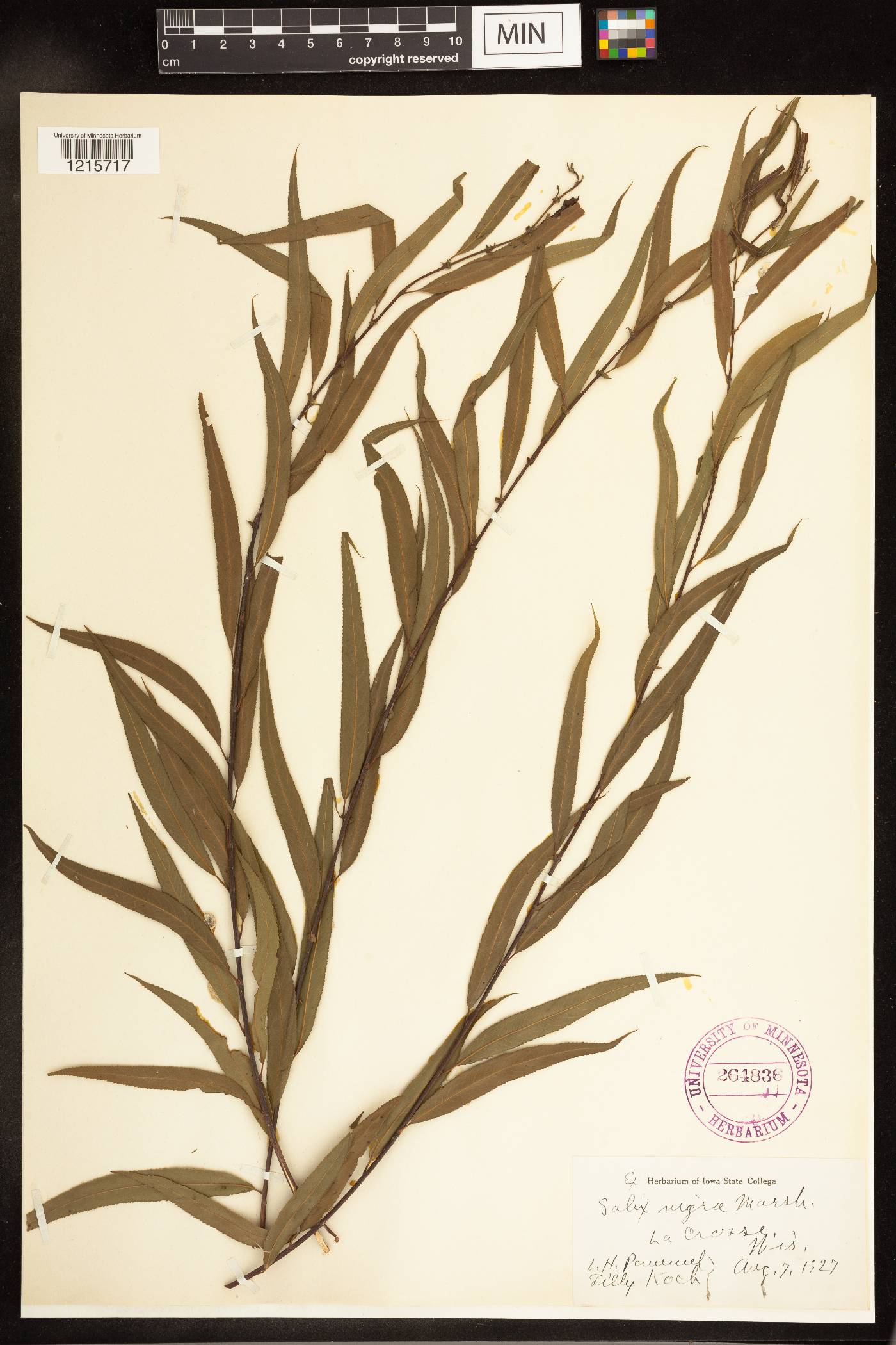 Salix nigra image
