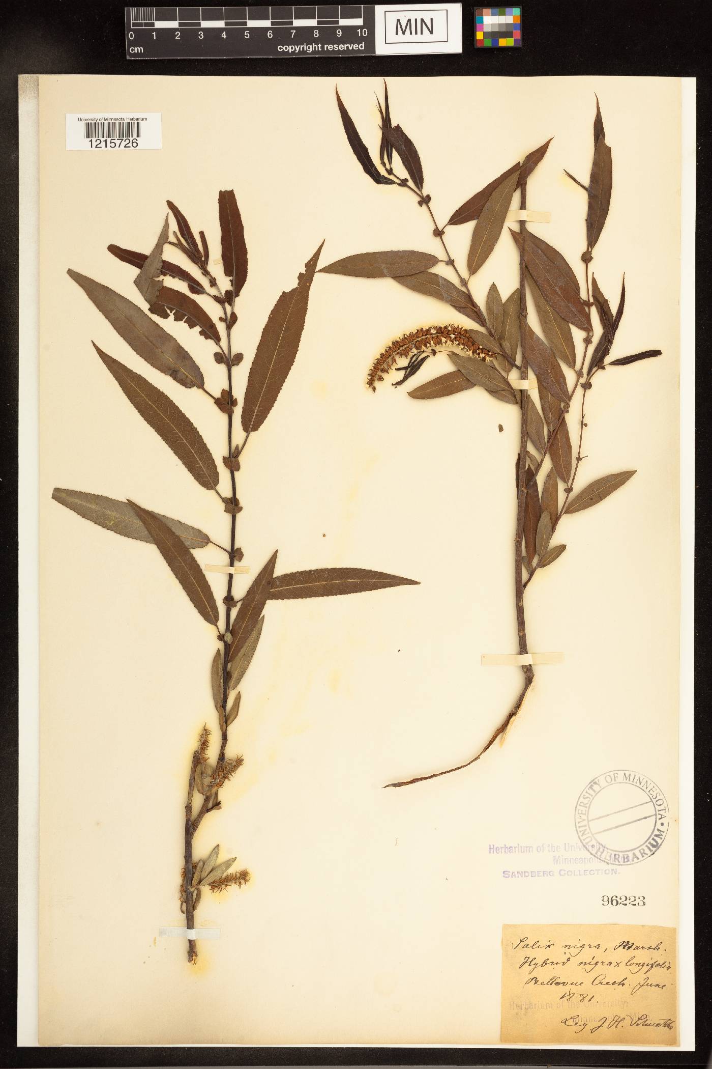 Salix nigra image