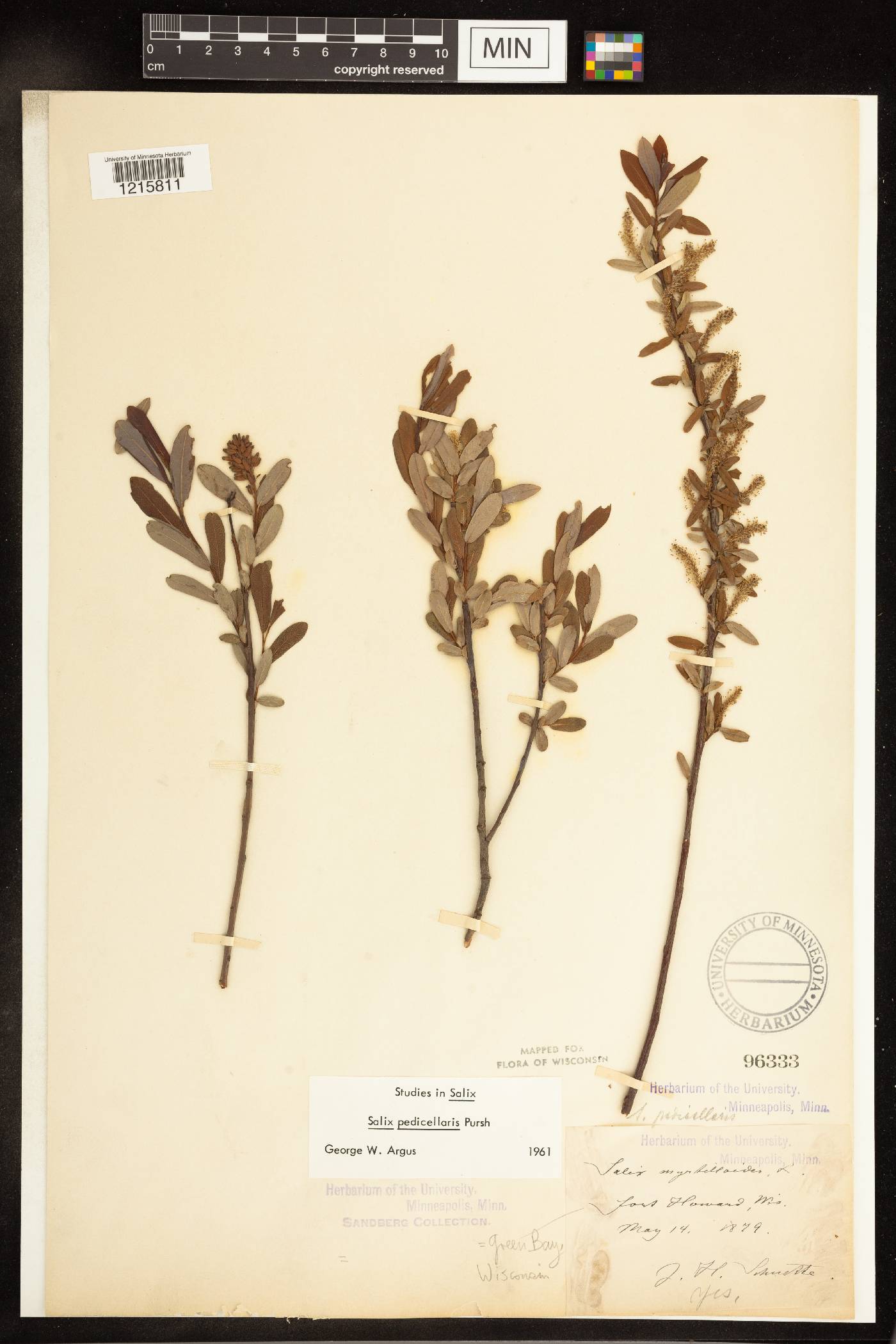 Salix pedicellaris image