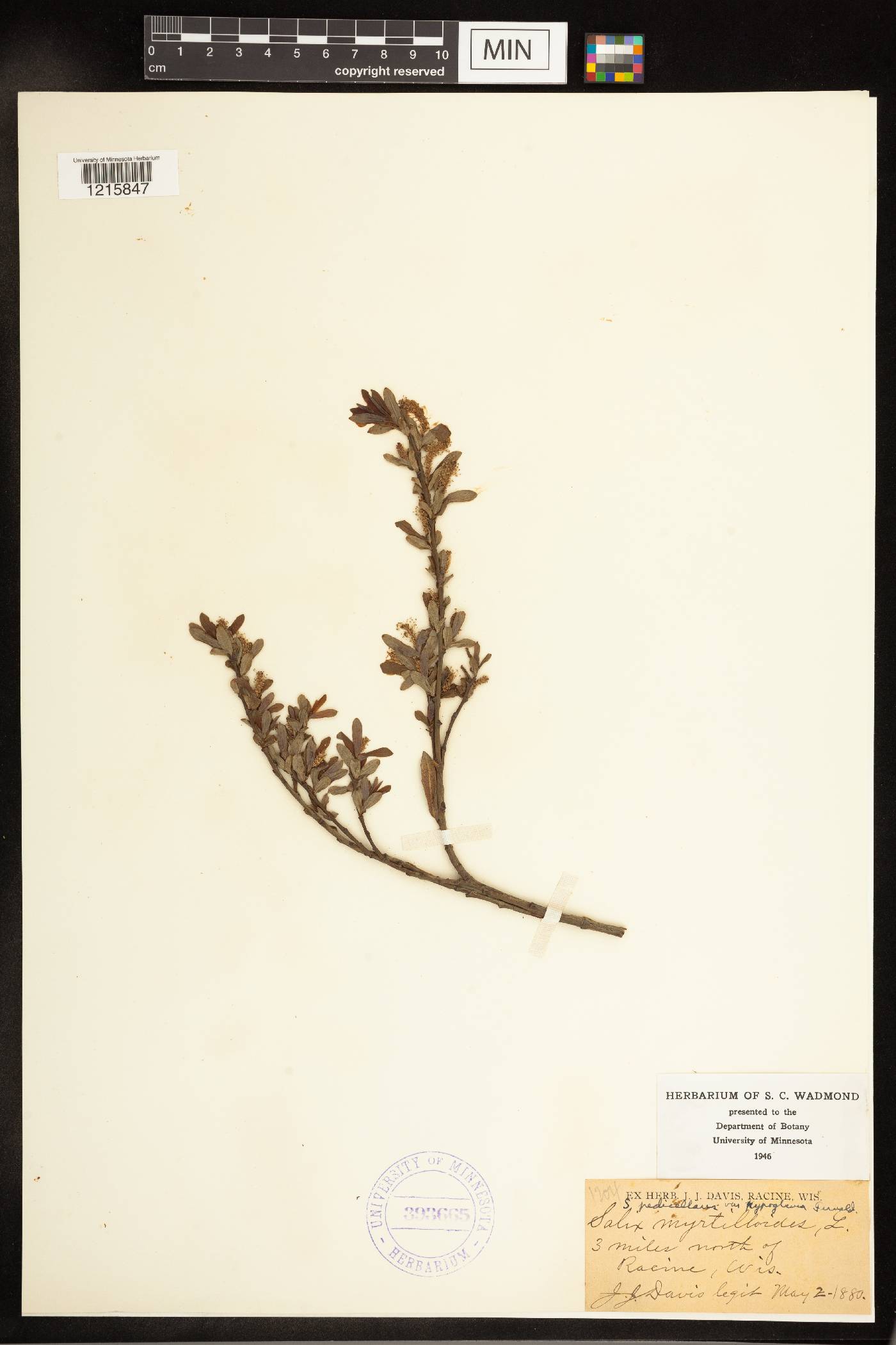 Salix pedicellaris image
