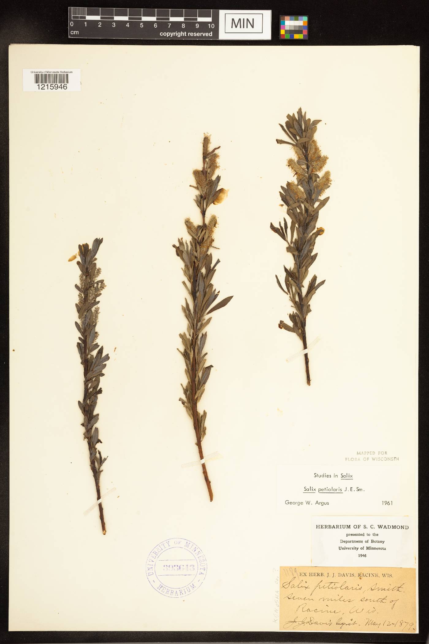 Salix petiolaris image