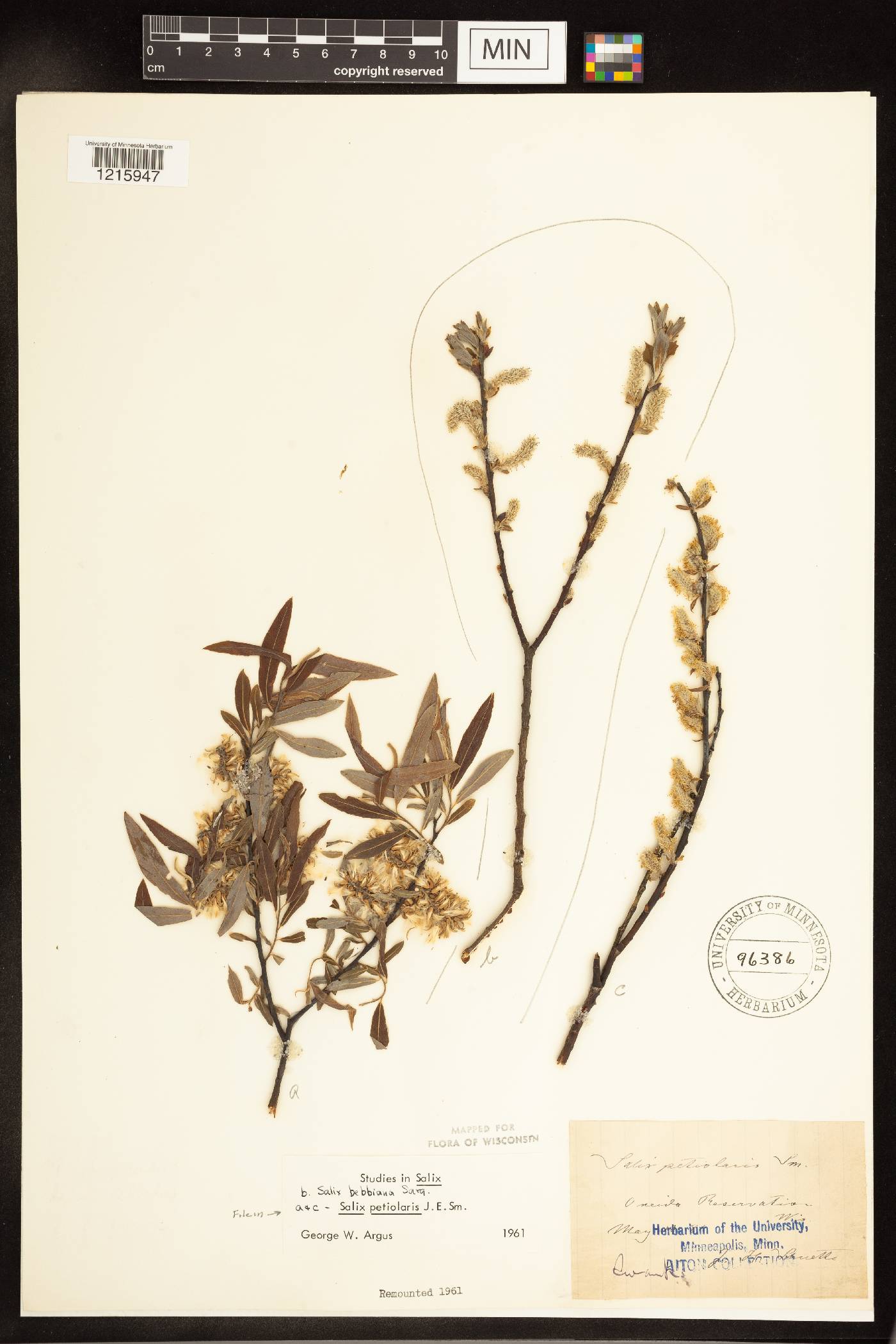Salix petiolaris image