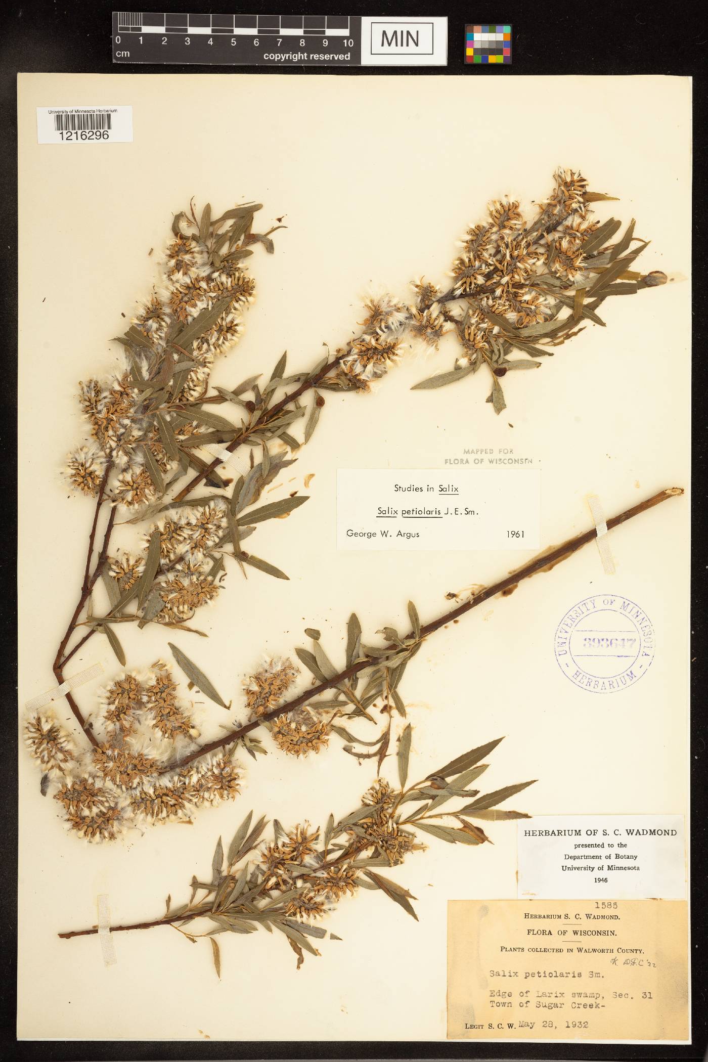 Salix petiolaris image