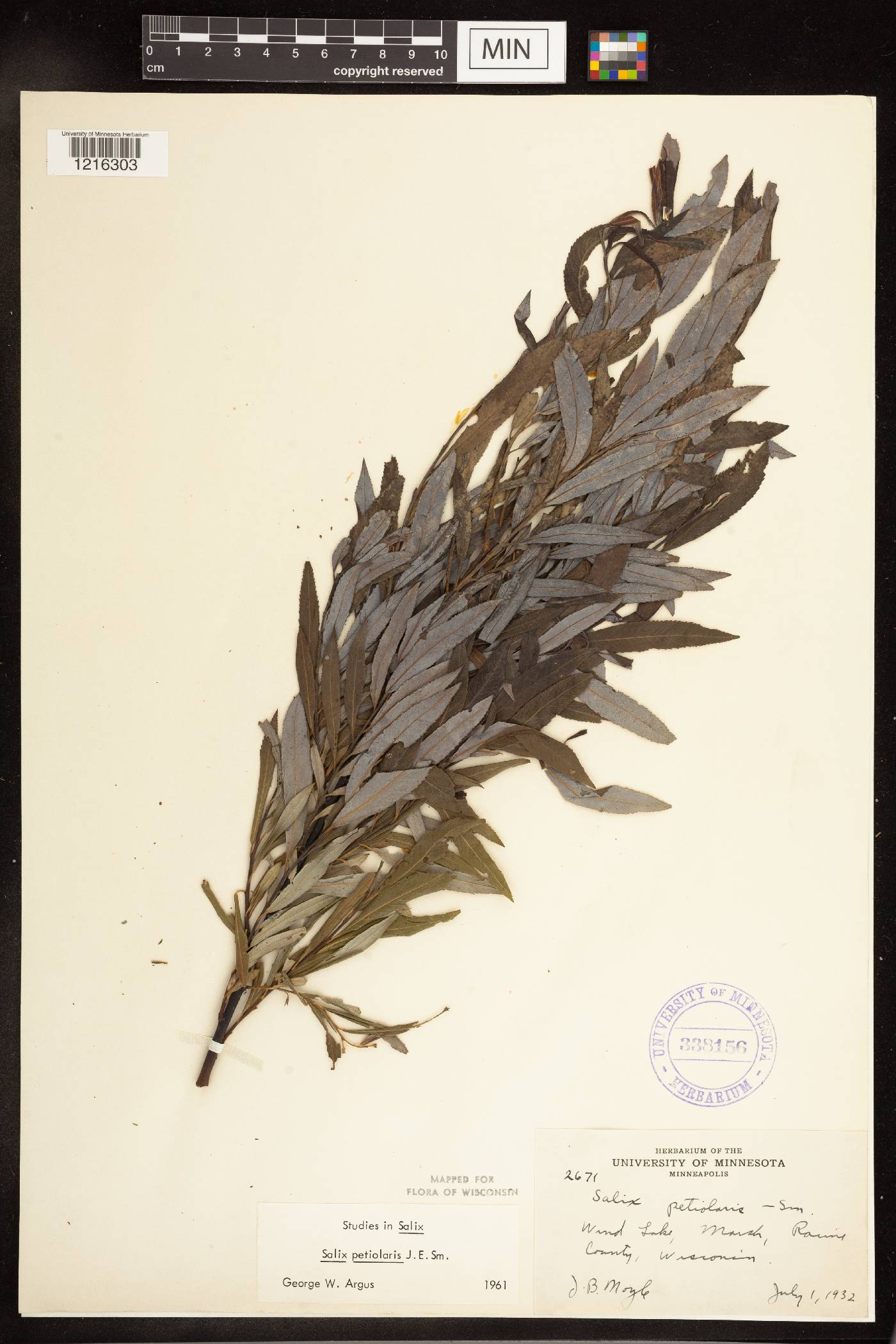 Salix petiolaris image