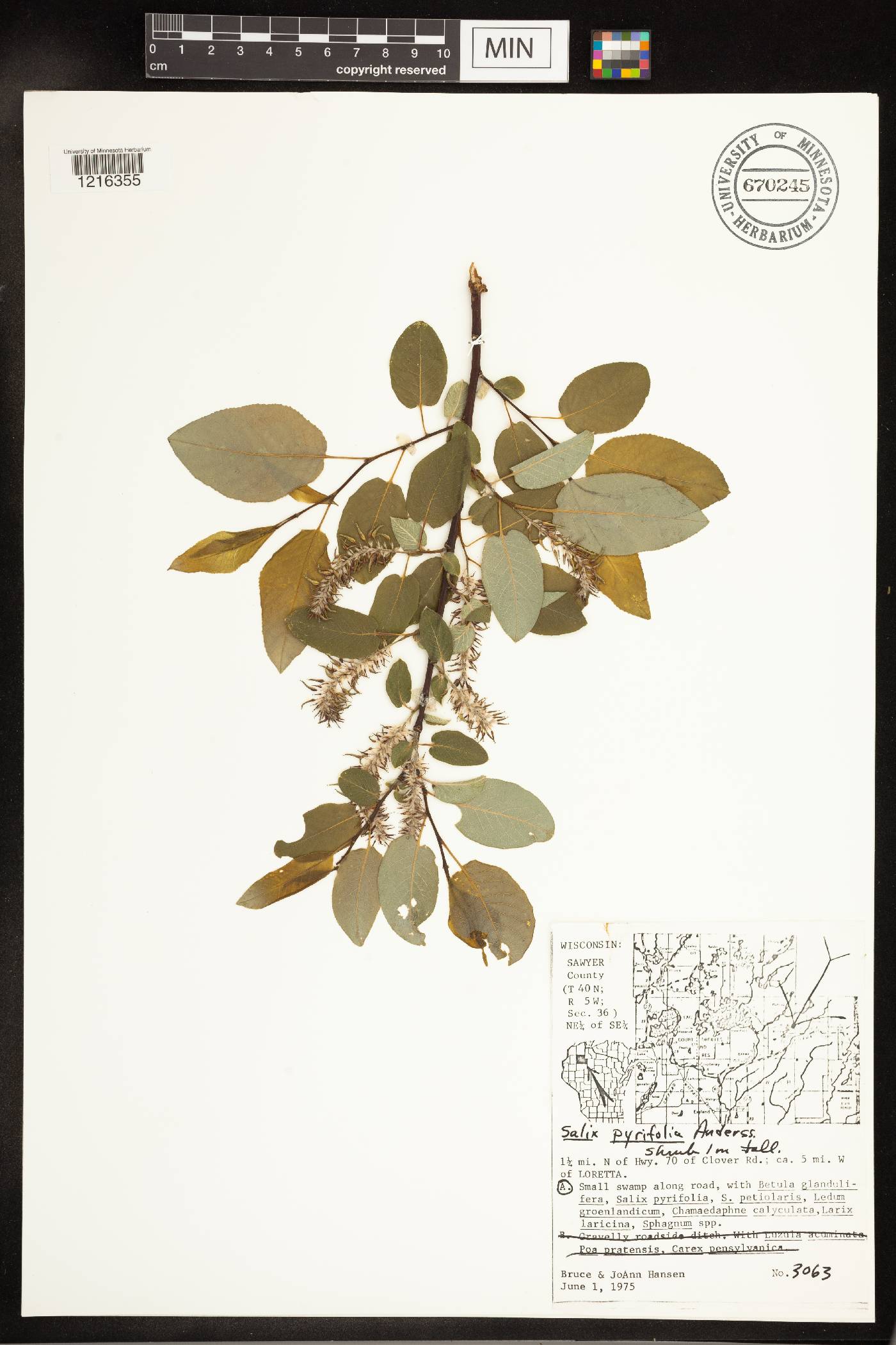 Salix pyrifolia image