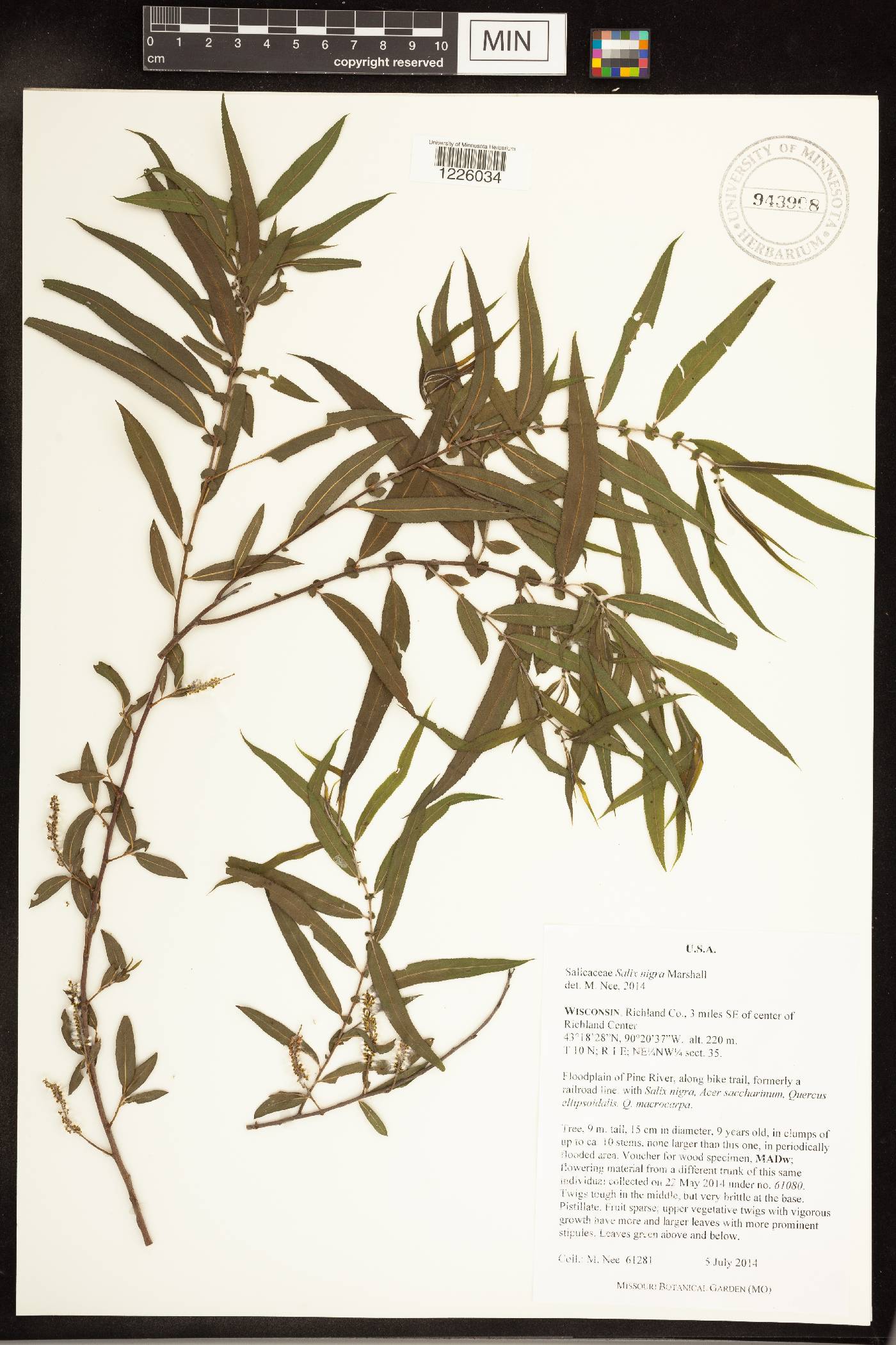 Salix nigra image