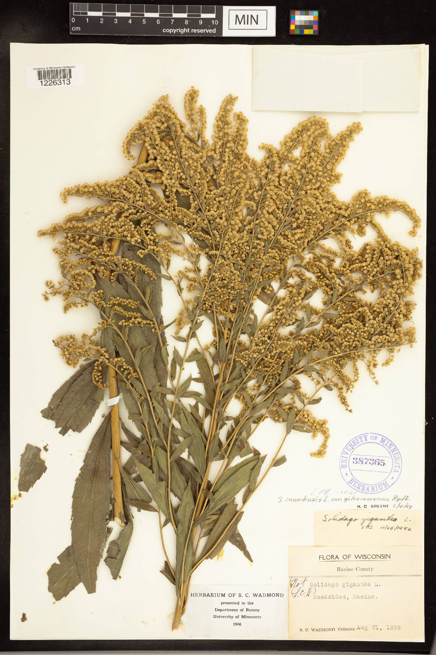 Solidago canadensis image