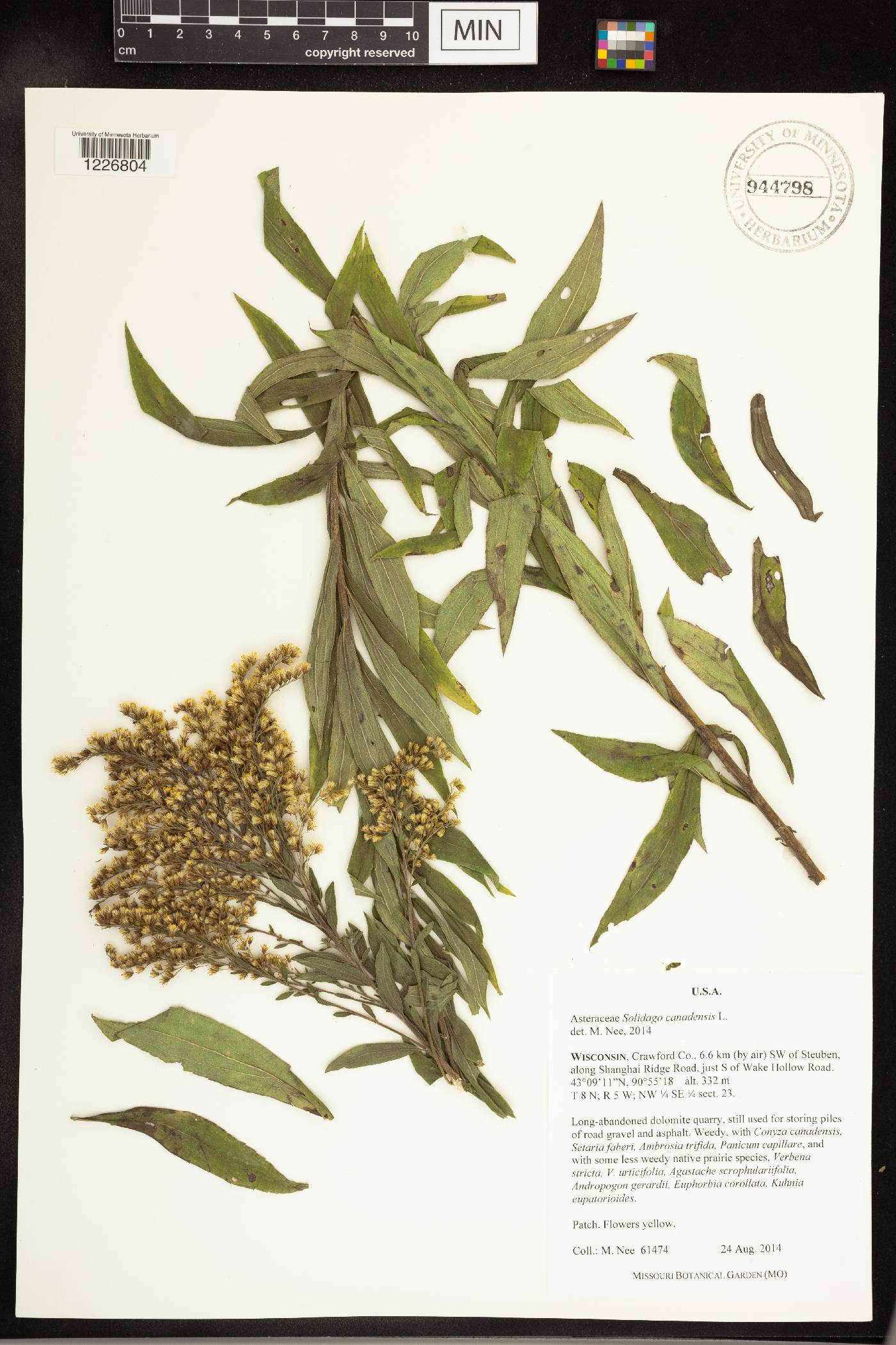 Solidago canadensis image