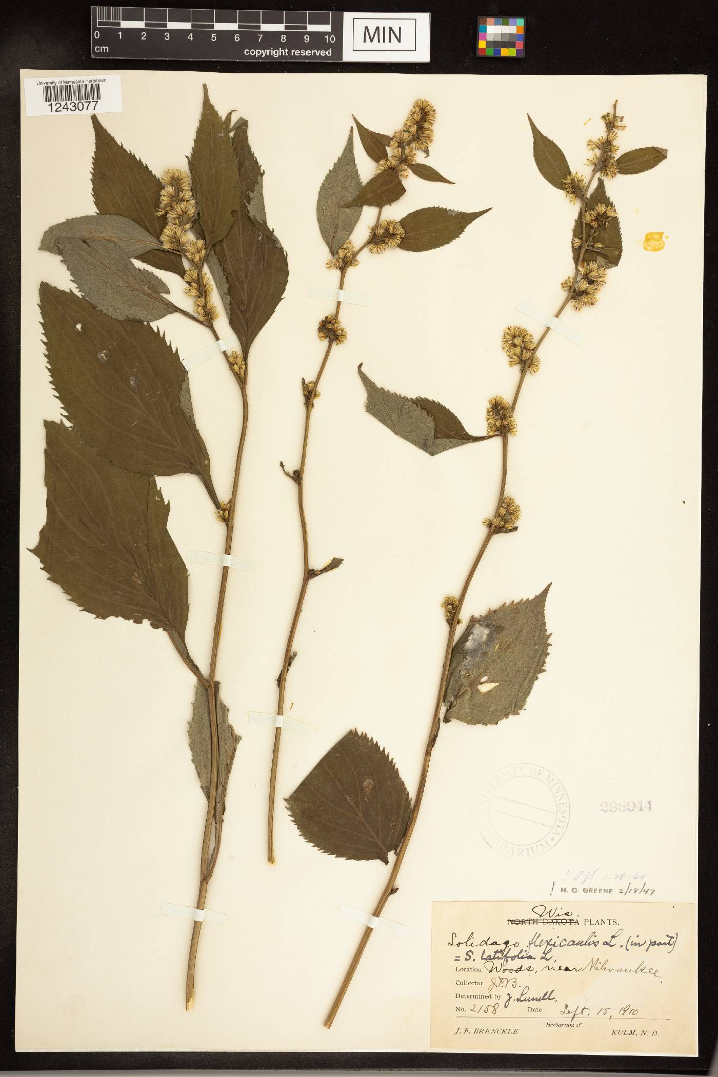 Solidago flexicaulis image