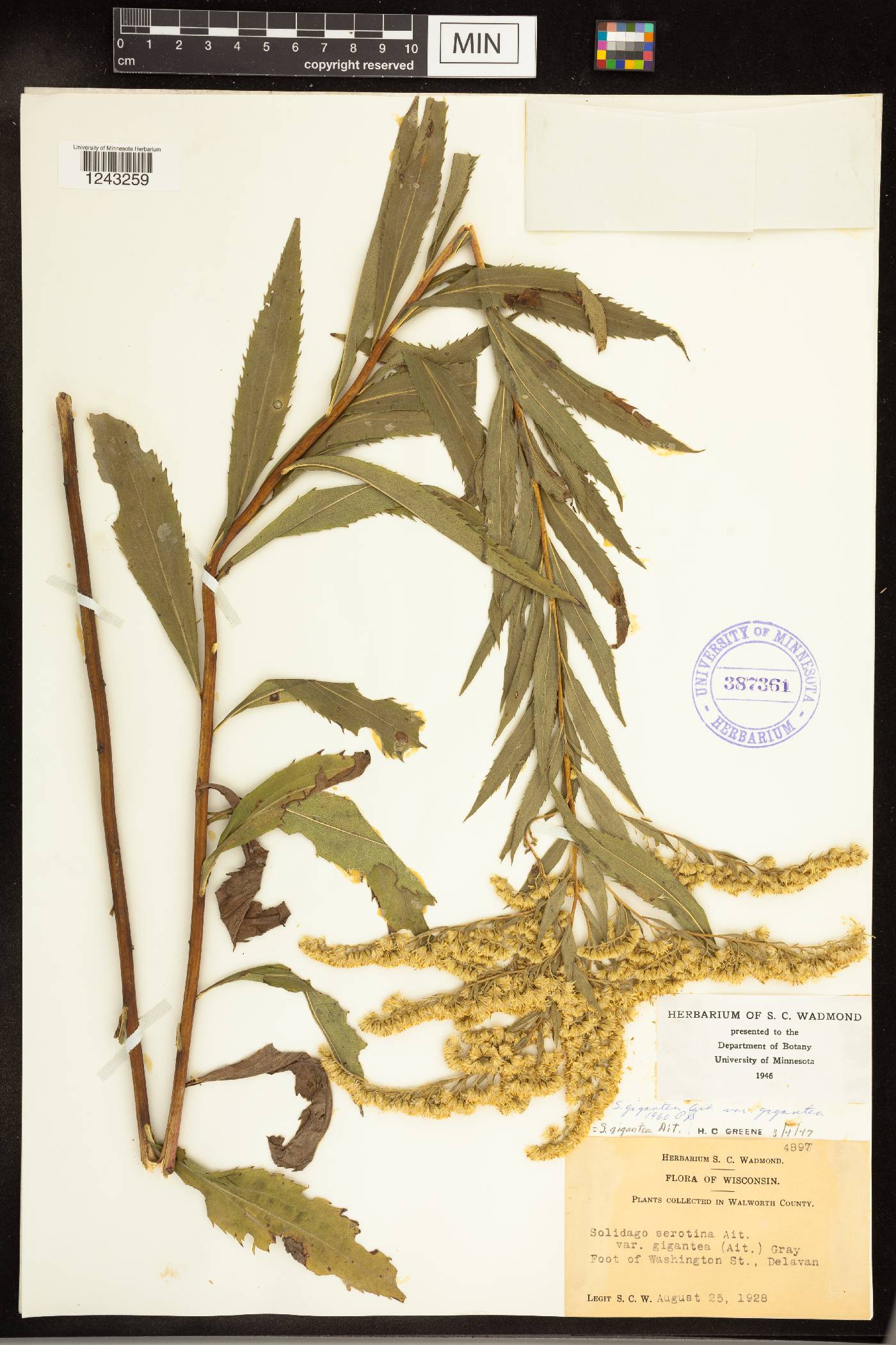 Solidago gigantea image