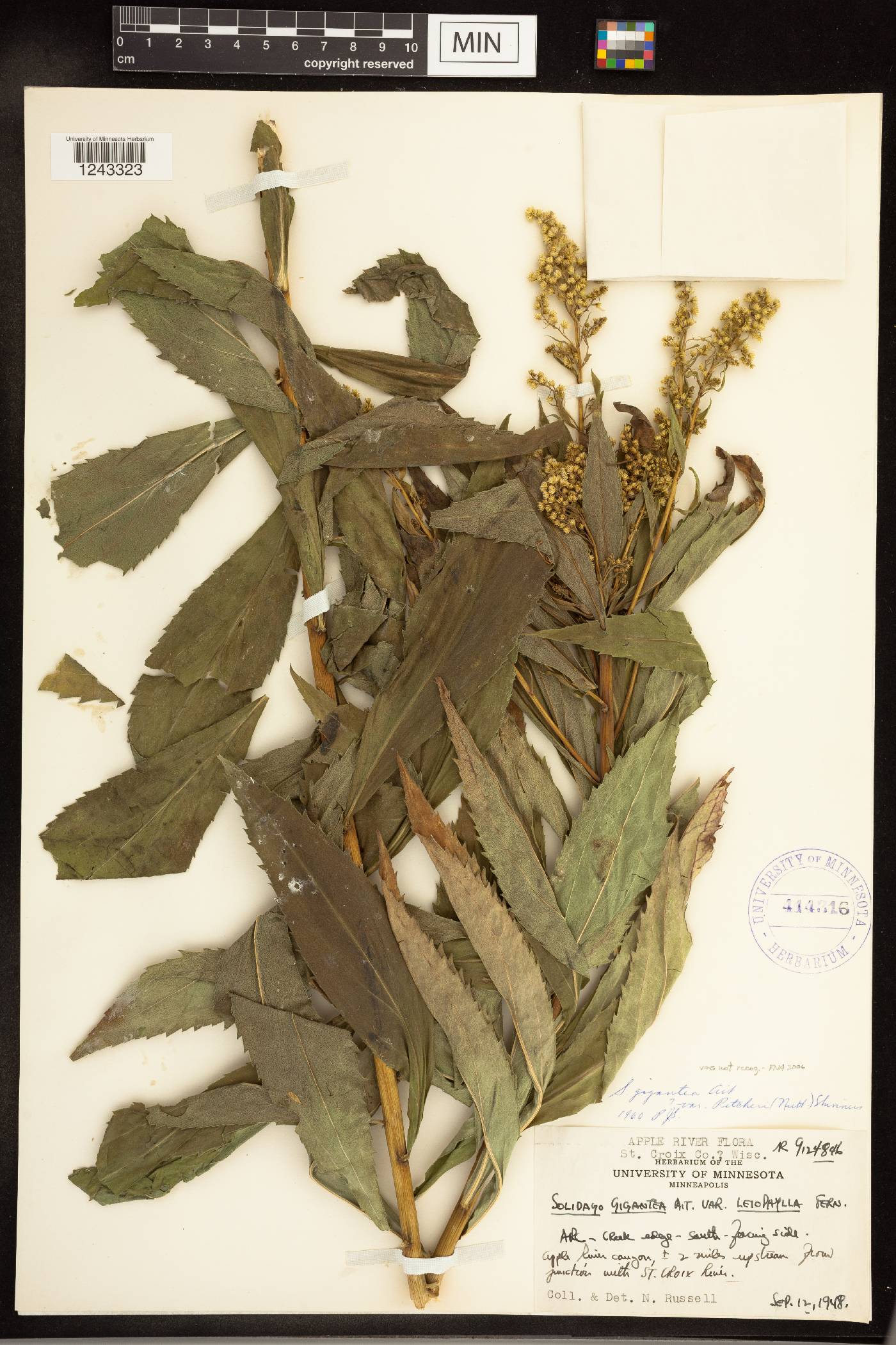 Solidago gigantea image