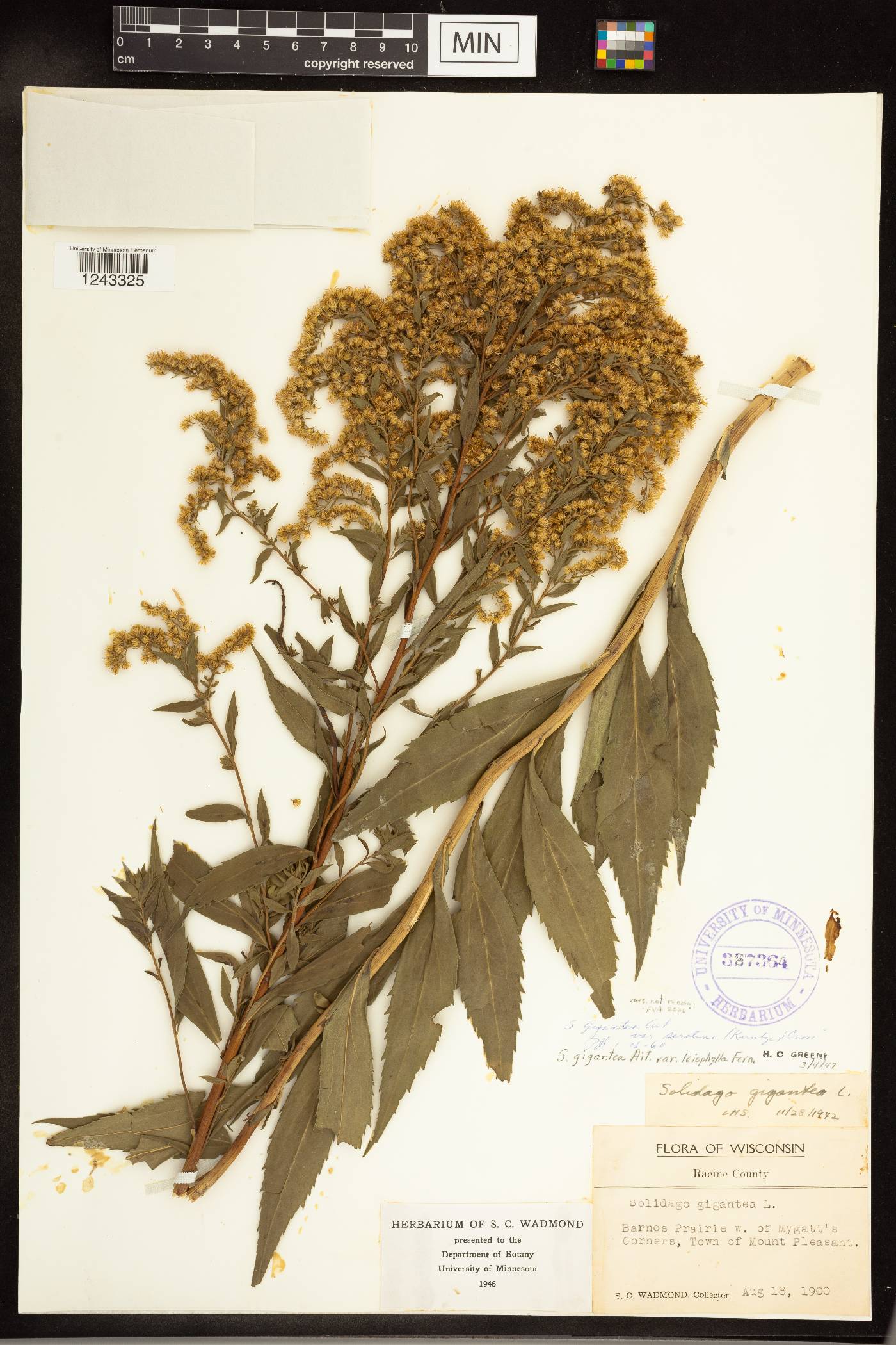 Solidago gigantea image