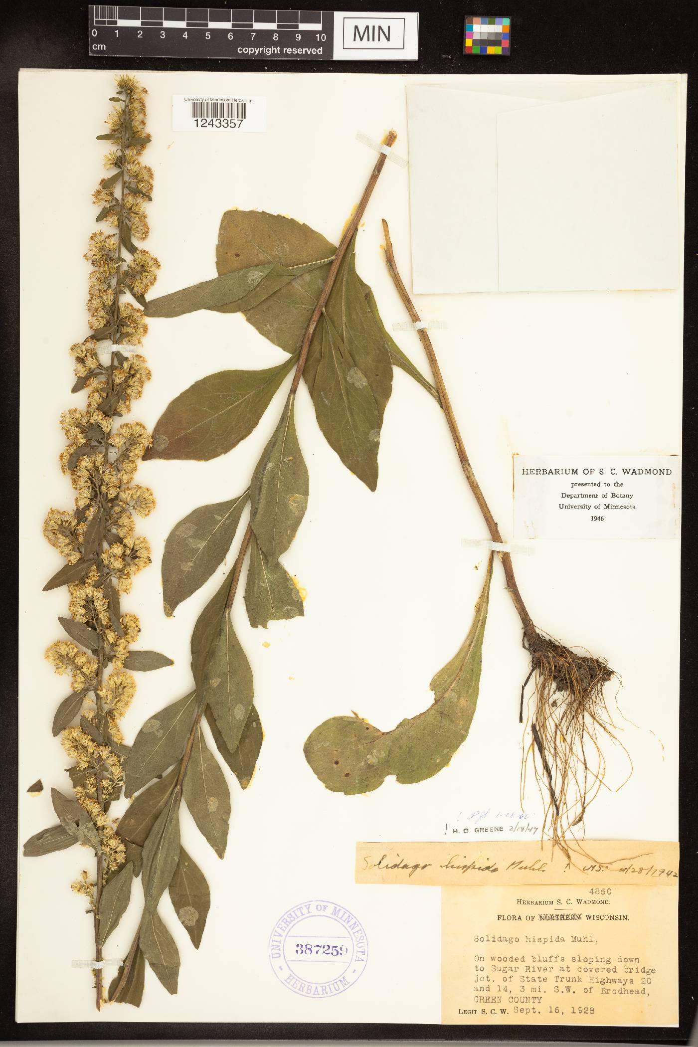 Solidago hispida image