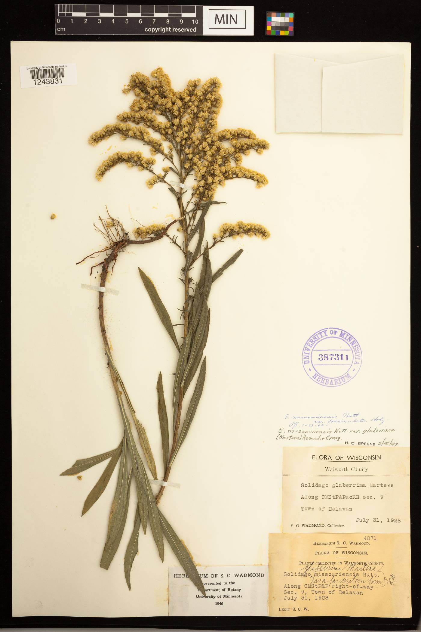 Solidago missouriensis image