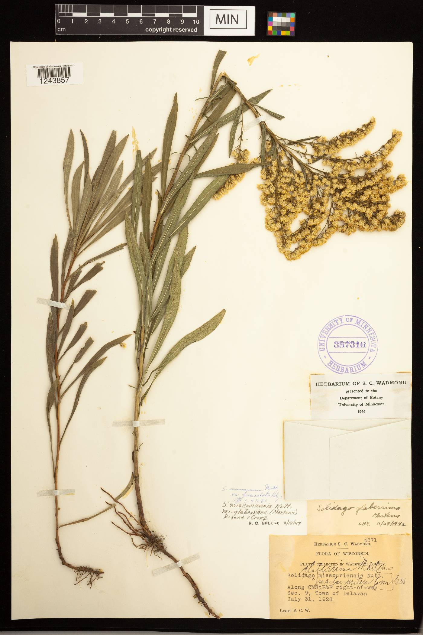 Solidago missouriensis image