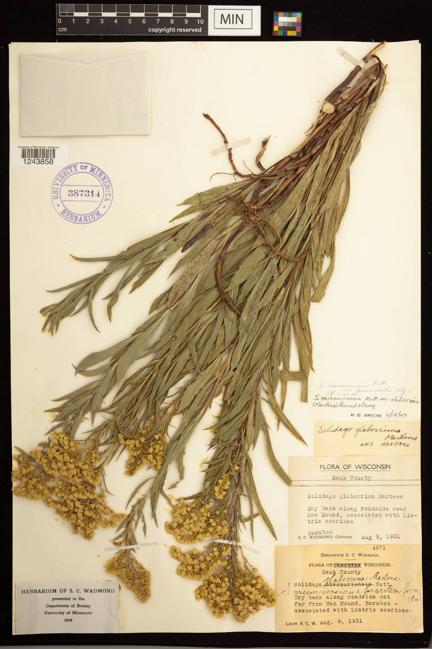 Solidago missouriensis image