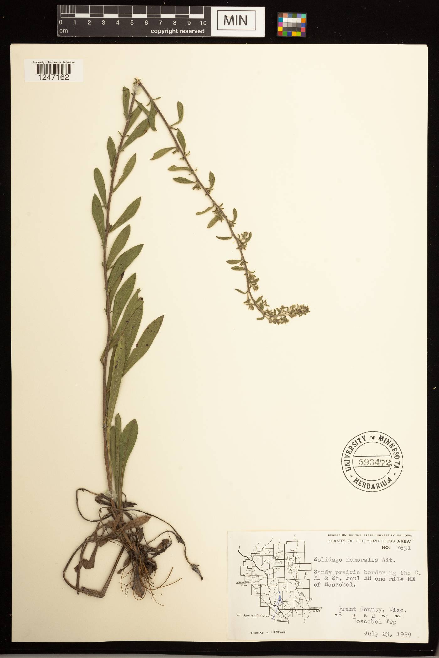Solidago nemoralis image