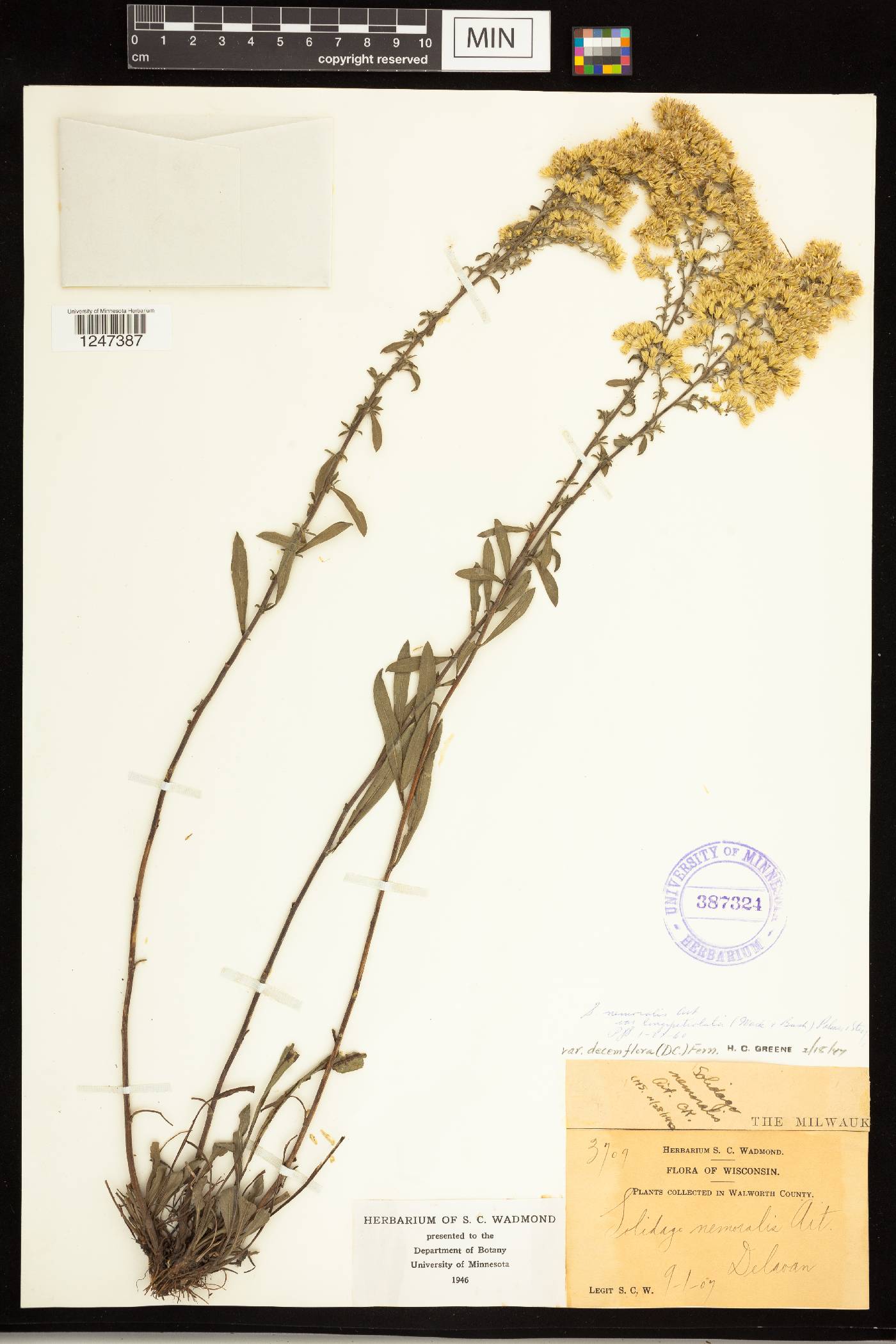 Solidago nemoralis subsp. decemflora image