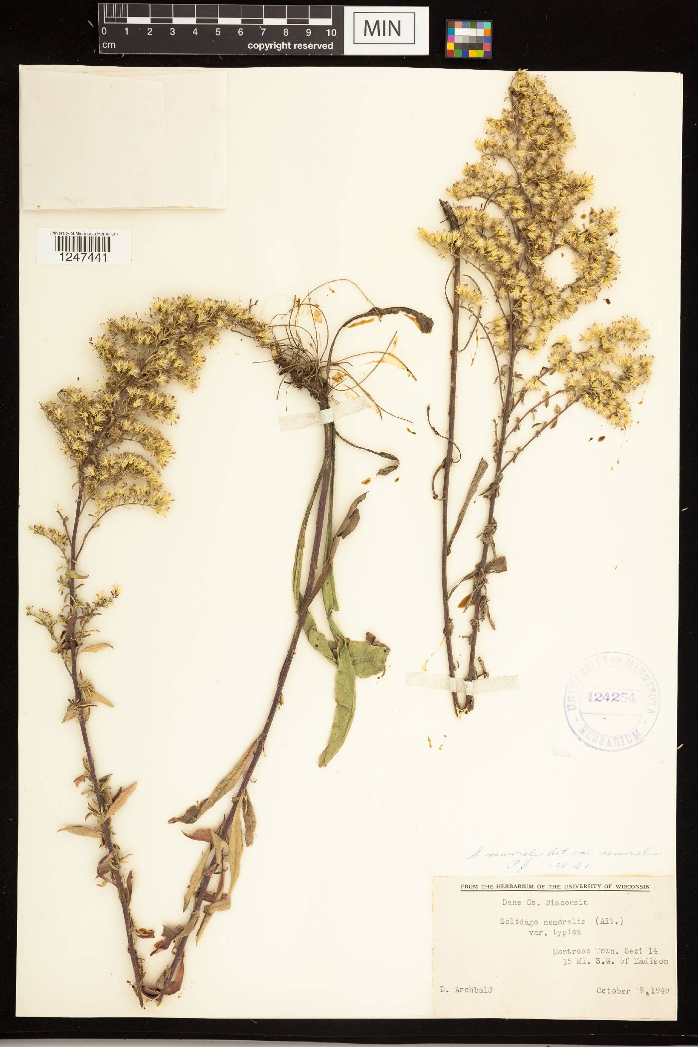Solidago nemoralis subsp. nemoralis image