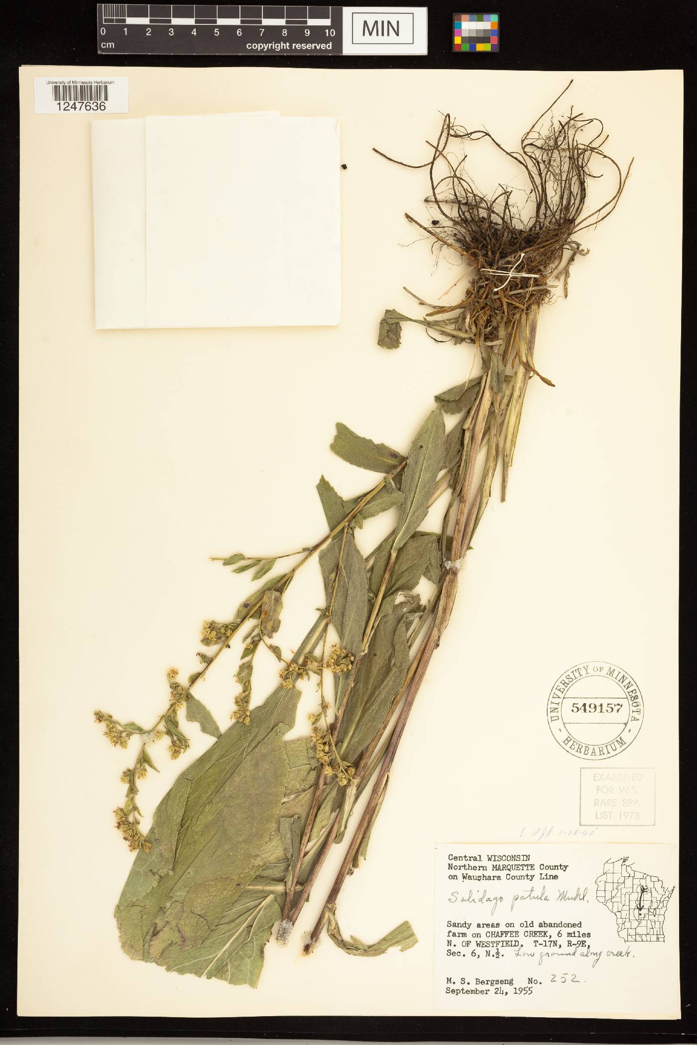 Solidago patula image