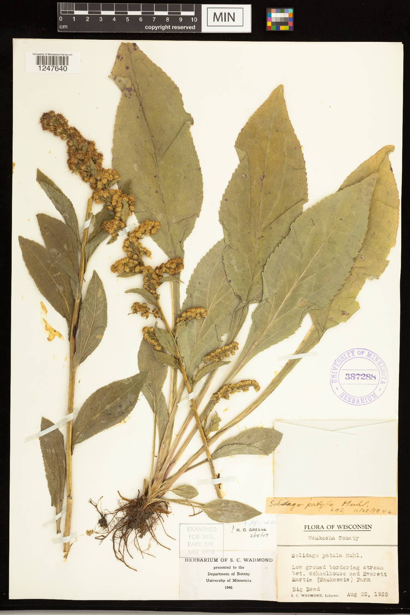 Solidago patula image