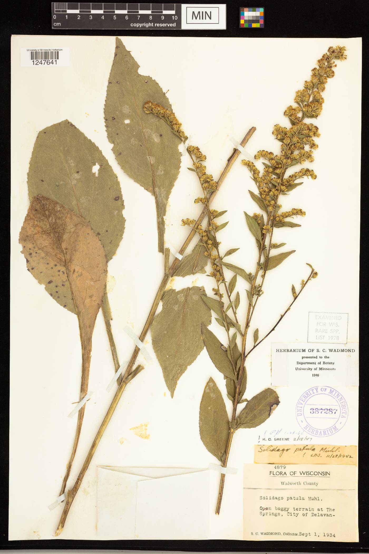 Solidago patula image