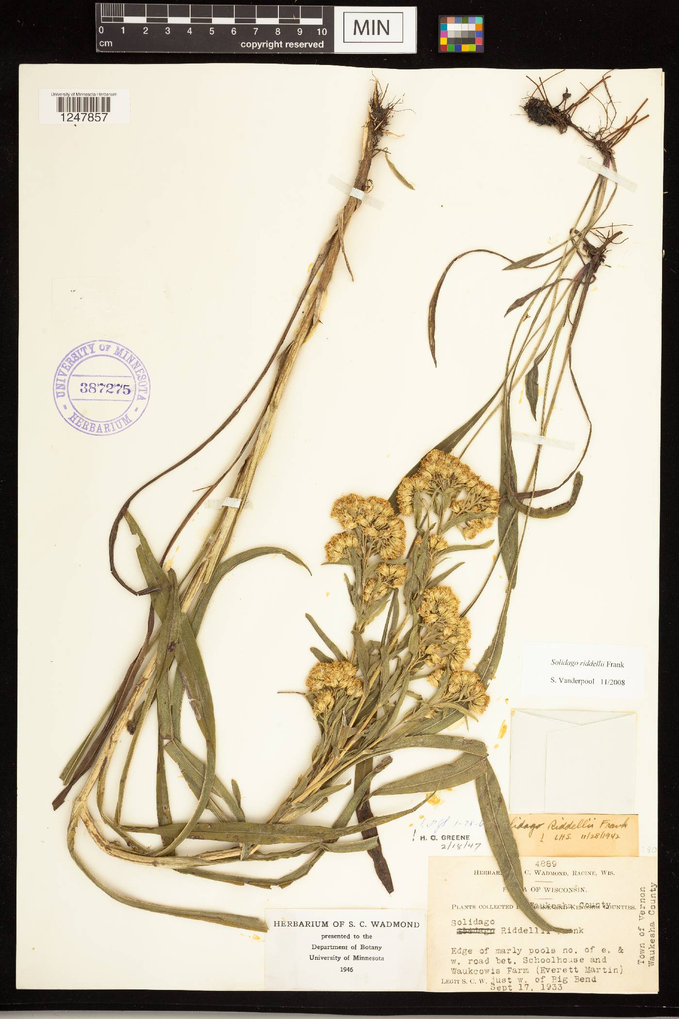 Solidago riddellii image