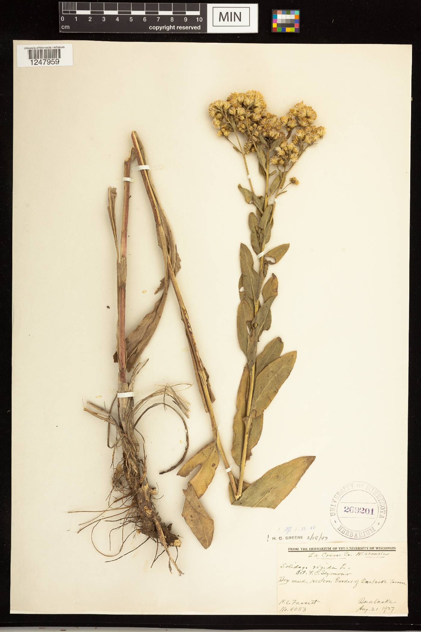 Solidago rigida image