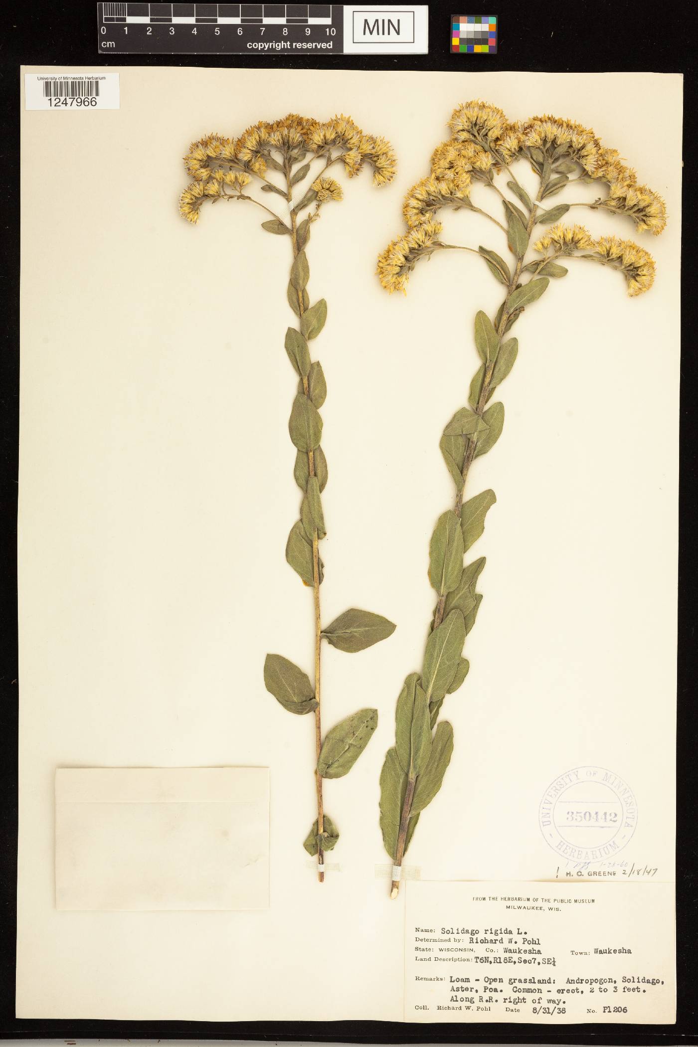 Solidago rigida image