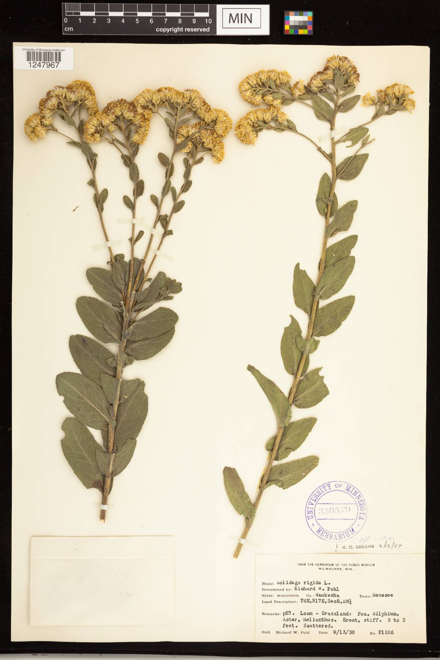 Solidago rigida image