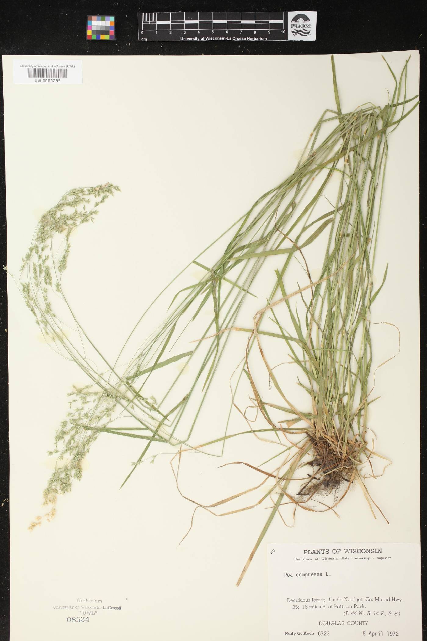 Poa compressa image