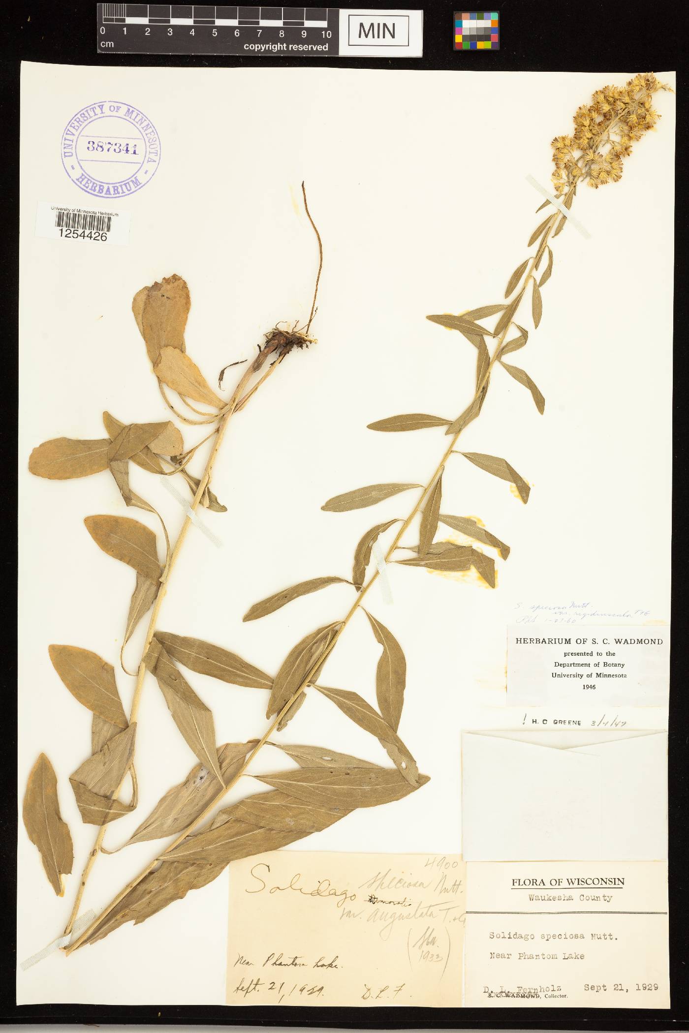 Solidago speciosa subsp. speciosa var. rigidiuscula image