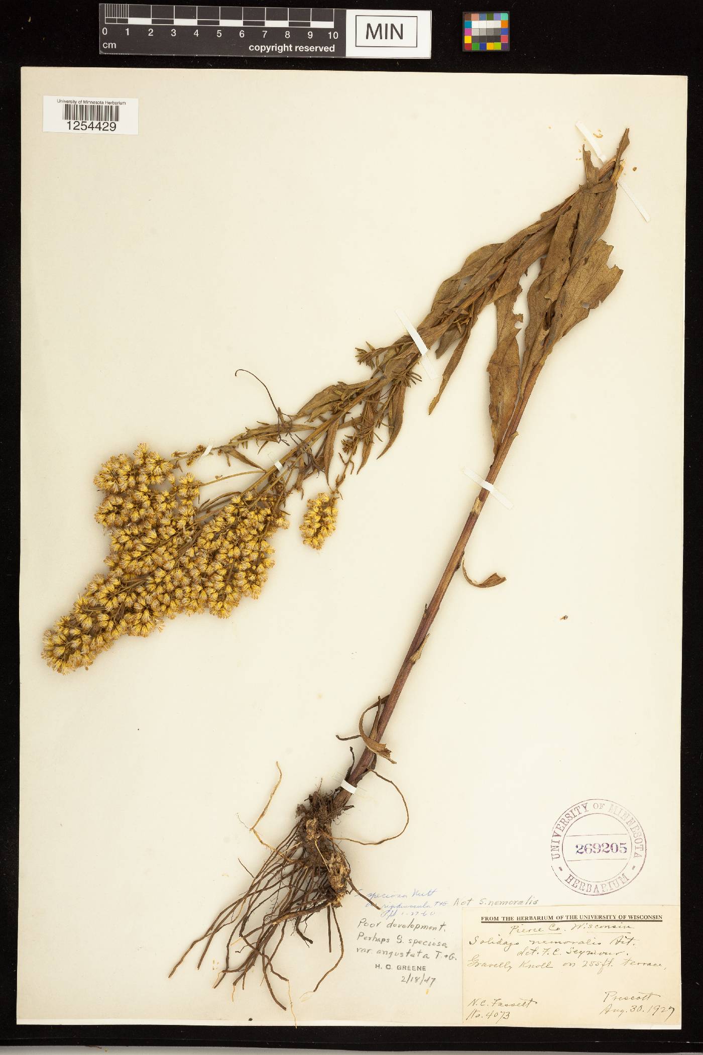 Solidago speciosa subsp. speciosa var. rigidiuscula image