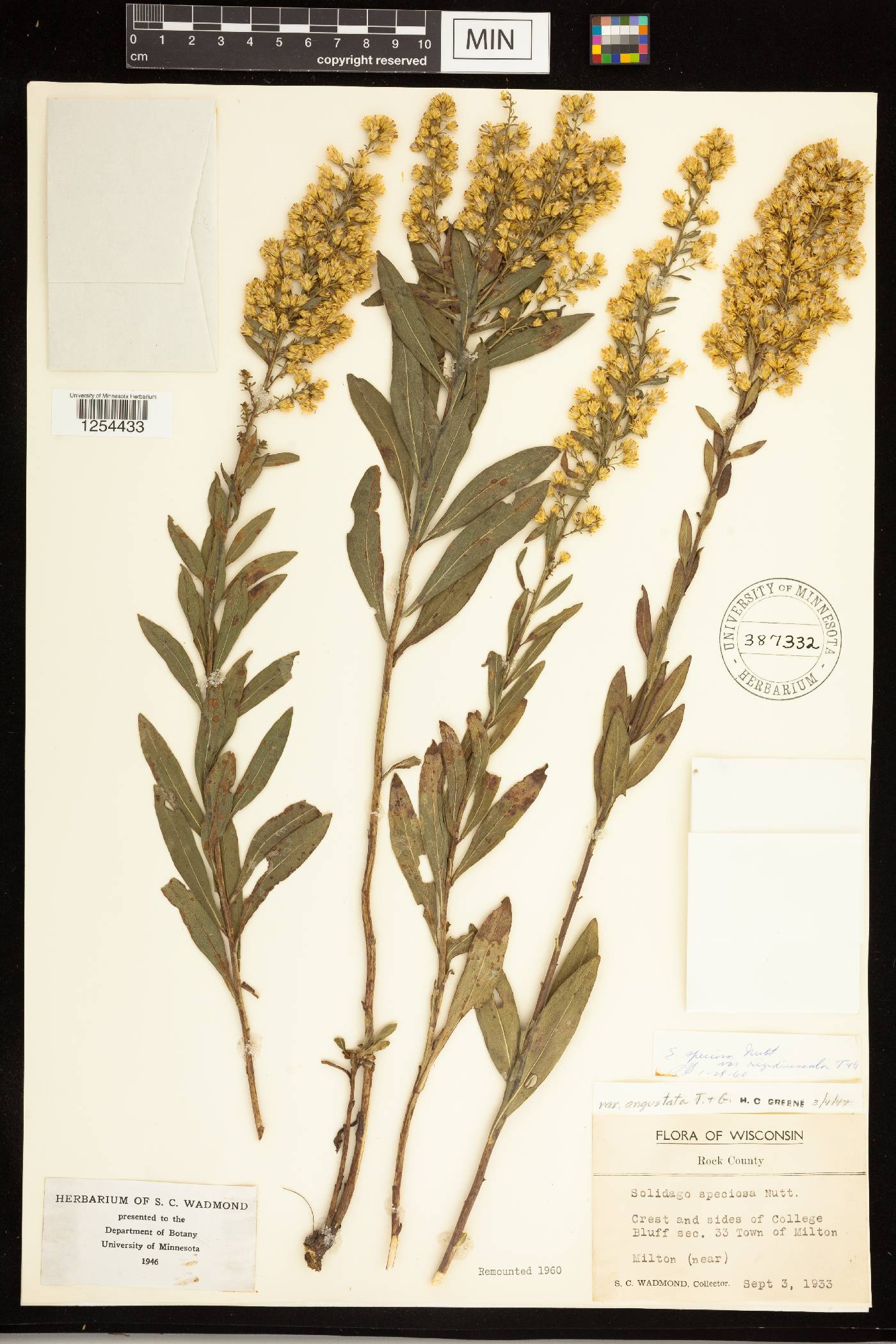 Solidago speciosa subsp. speciosa var. rigidiuscula image