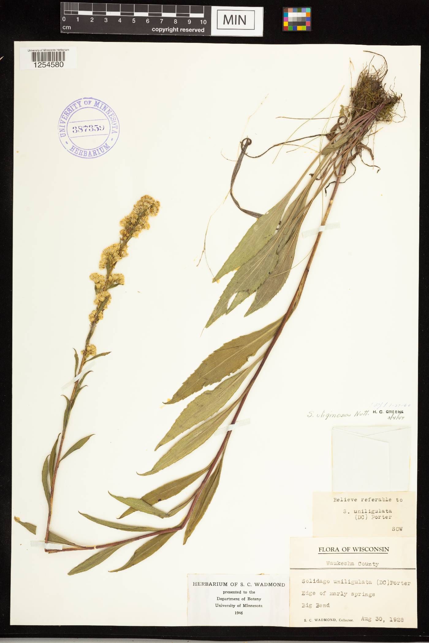 Solidago uliginosa image