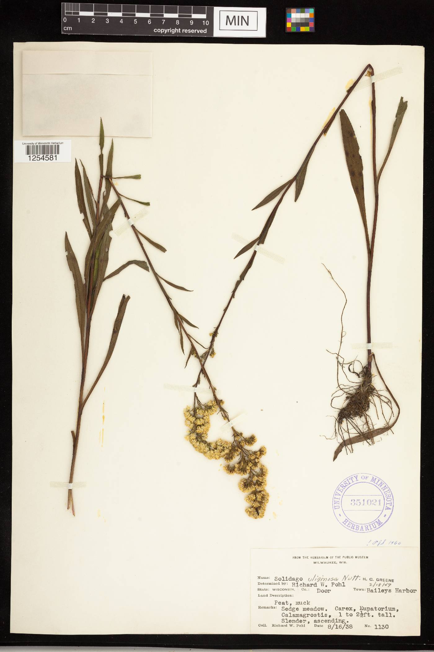 Solidago uliginosa image