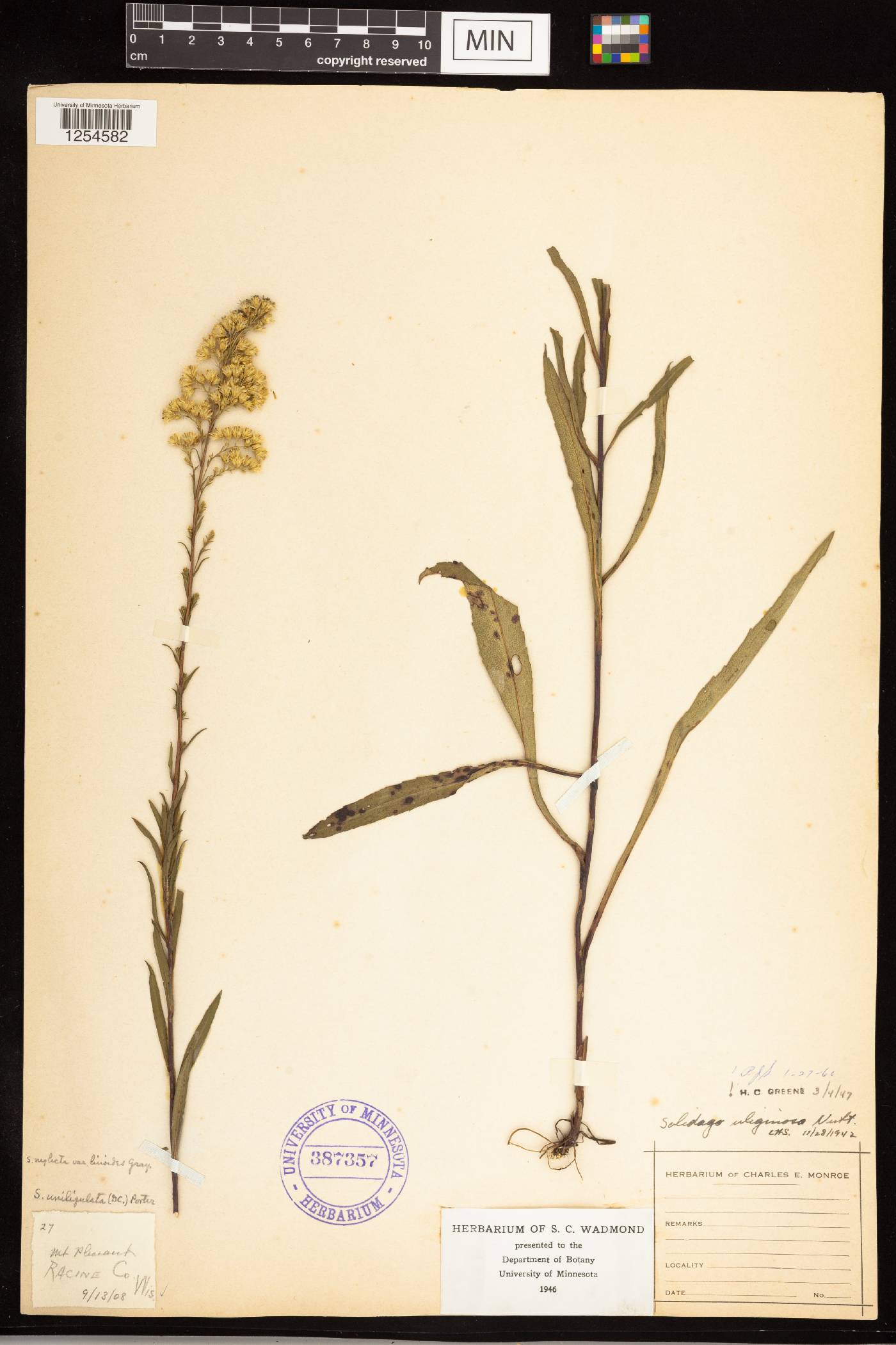 Solidago uliginosa image