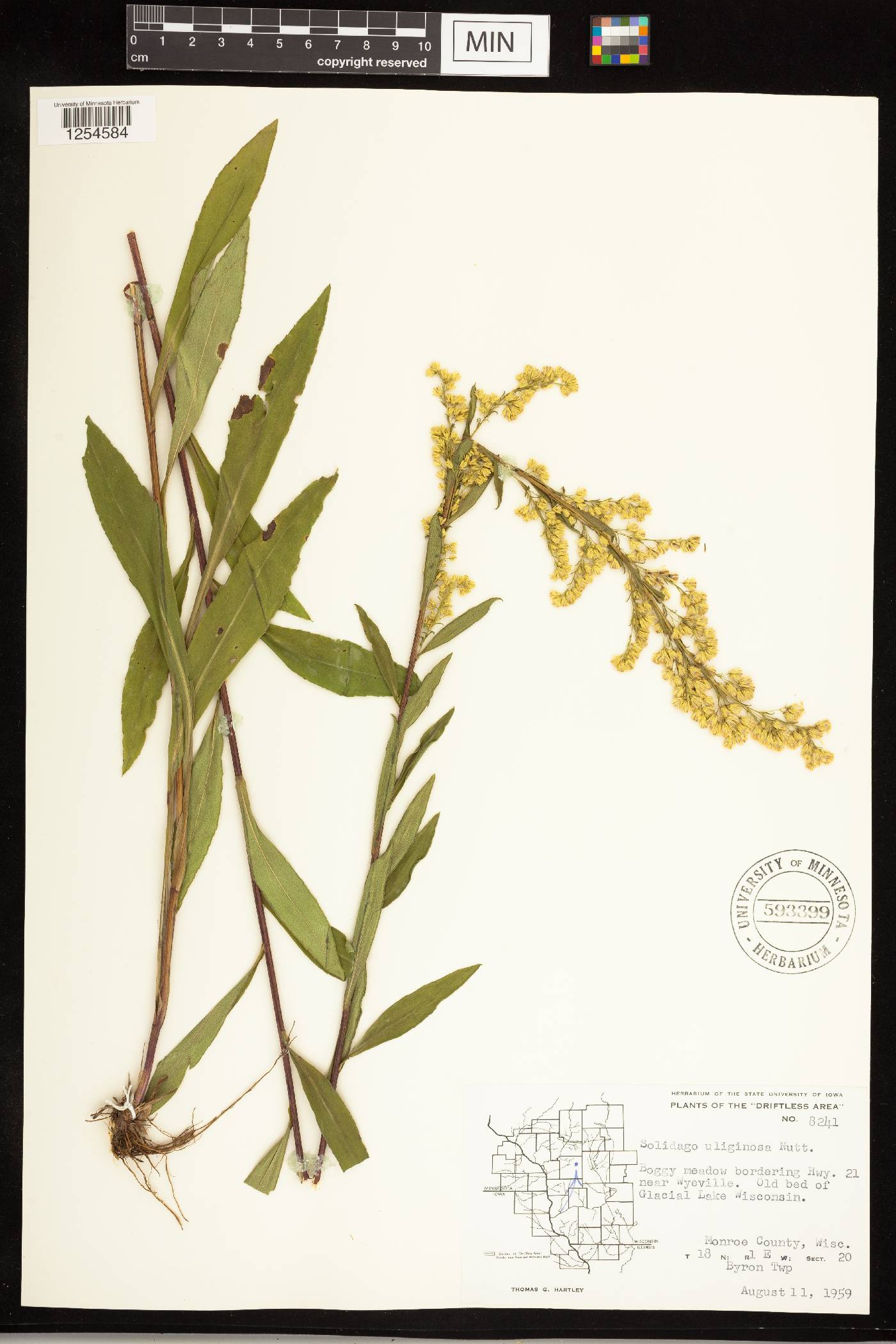 Solidago uliginosa image