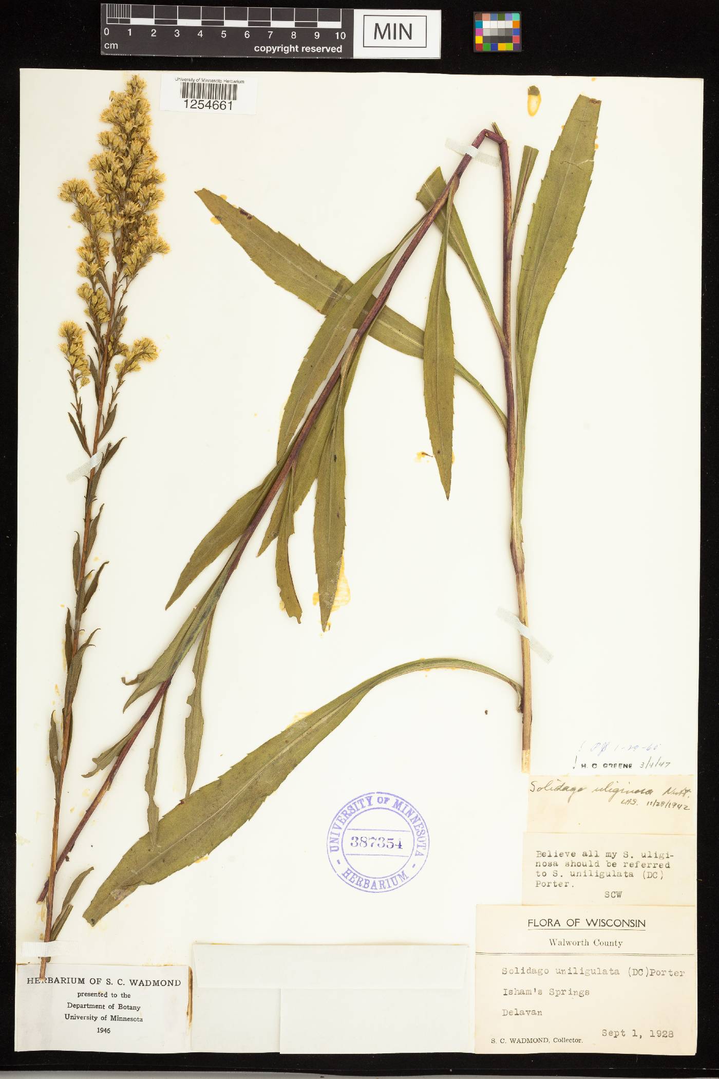 Solidago uliginosa image