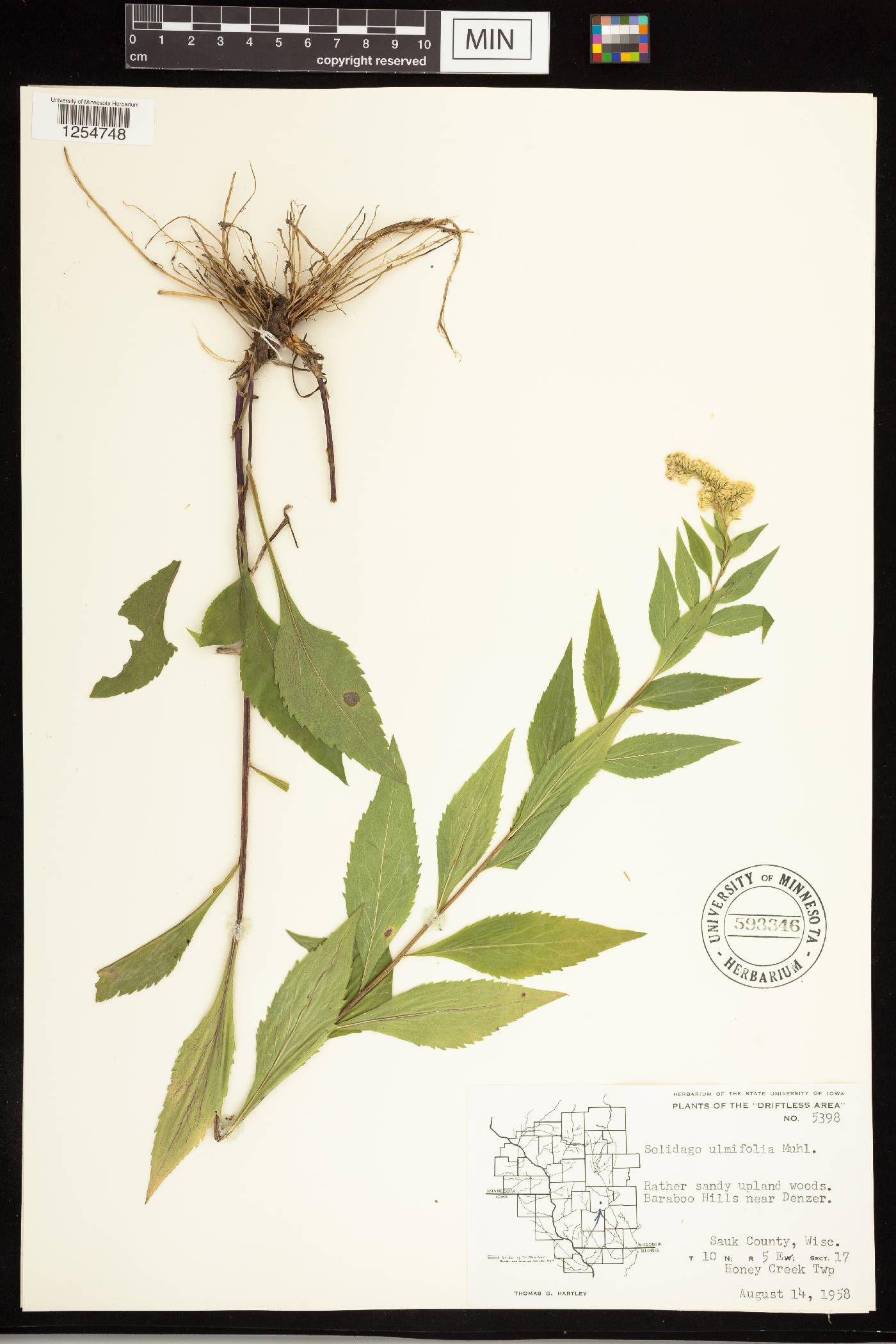 Solidago ulmifolia image